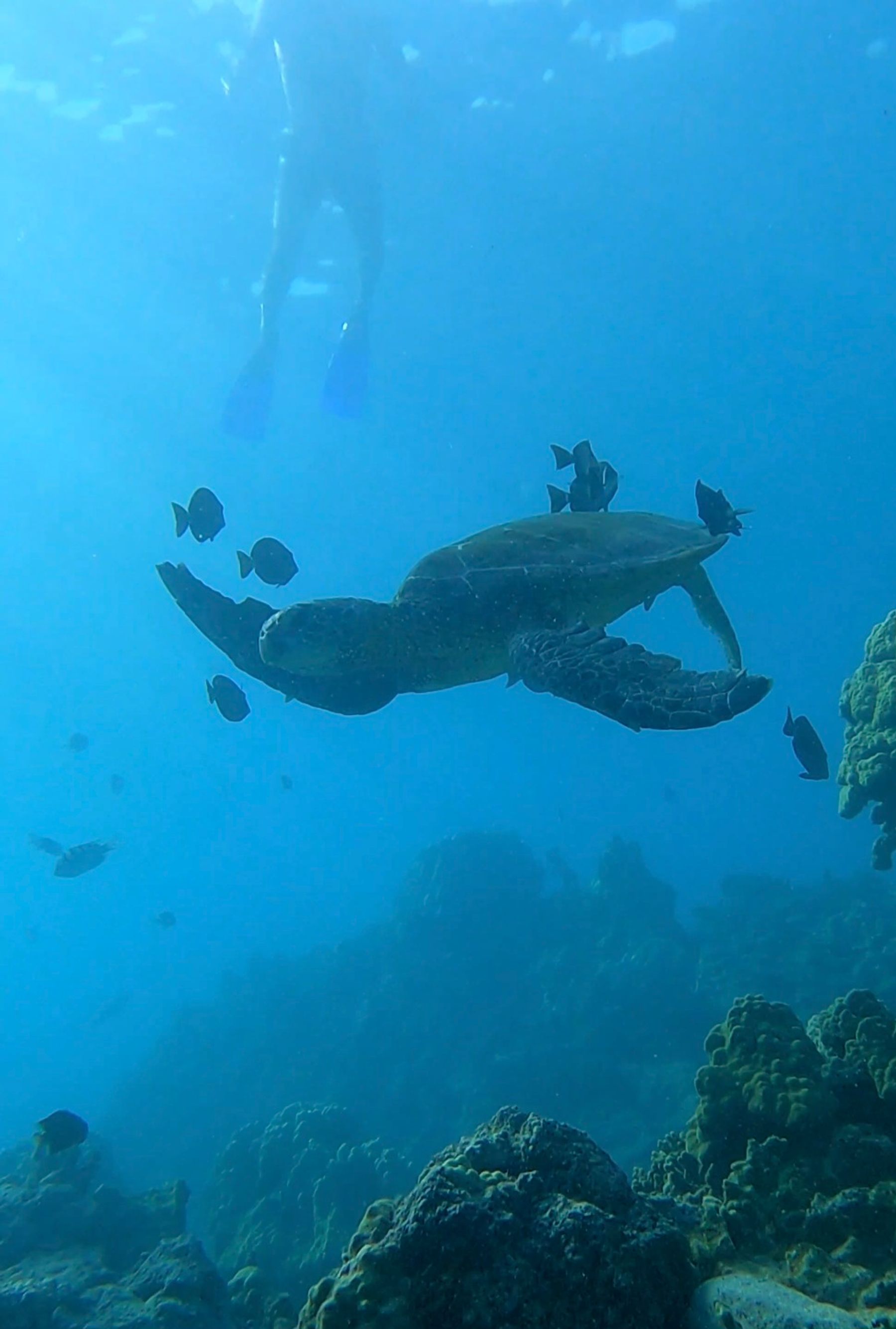 Photo 9 of Liquid Hawai‘i Charters in Waikoloa, Big Island
