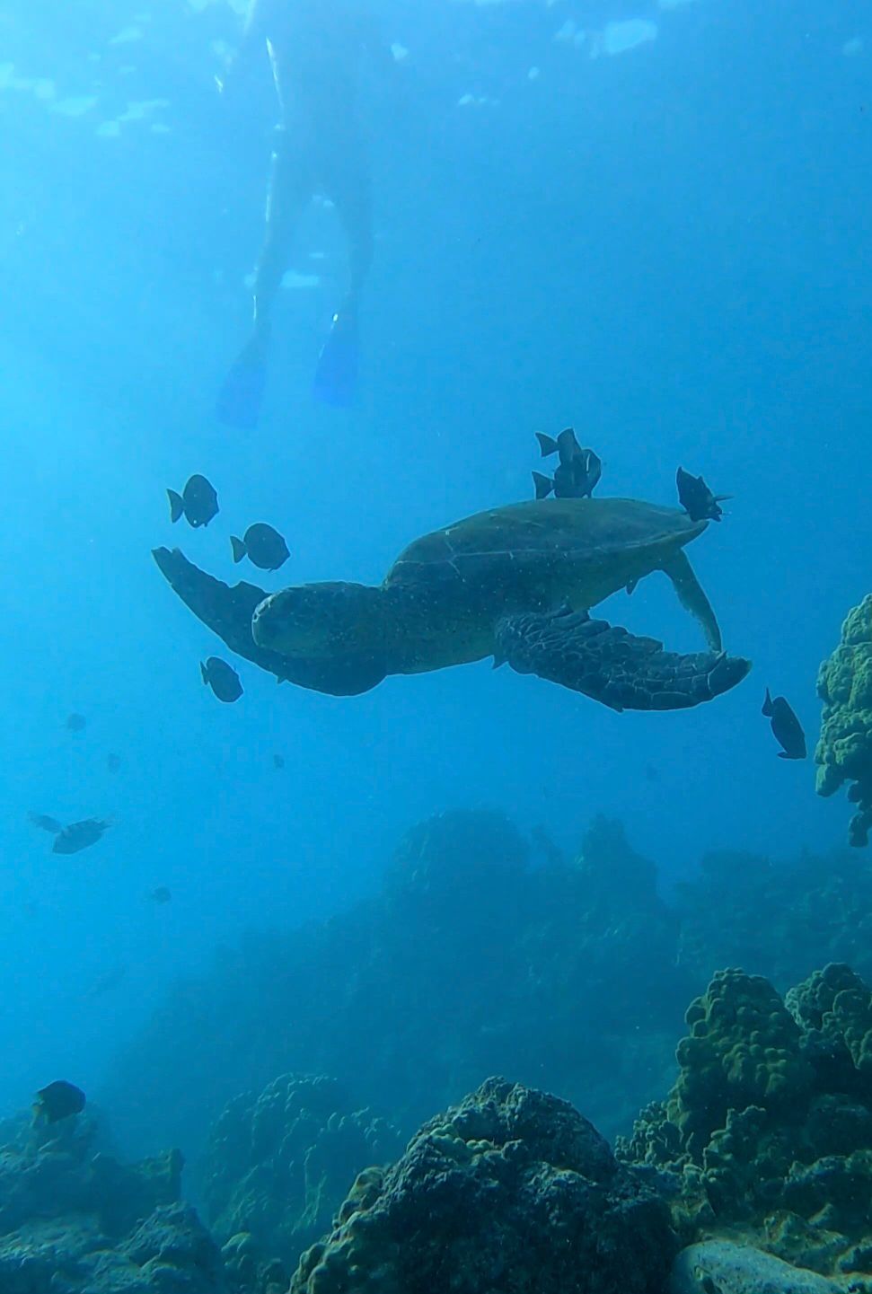 Photo 9 of Liquid Hawai‘i Charters in Waikoloa, Big Island
