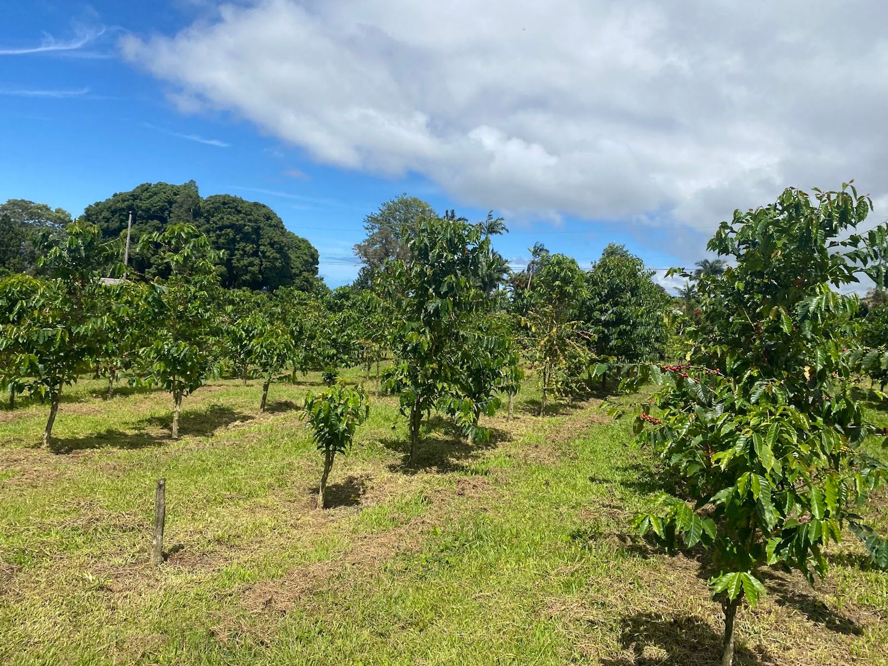 Photo 4 of Uluwehi Coffee Farm in Hōlualoa, Big Island