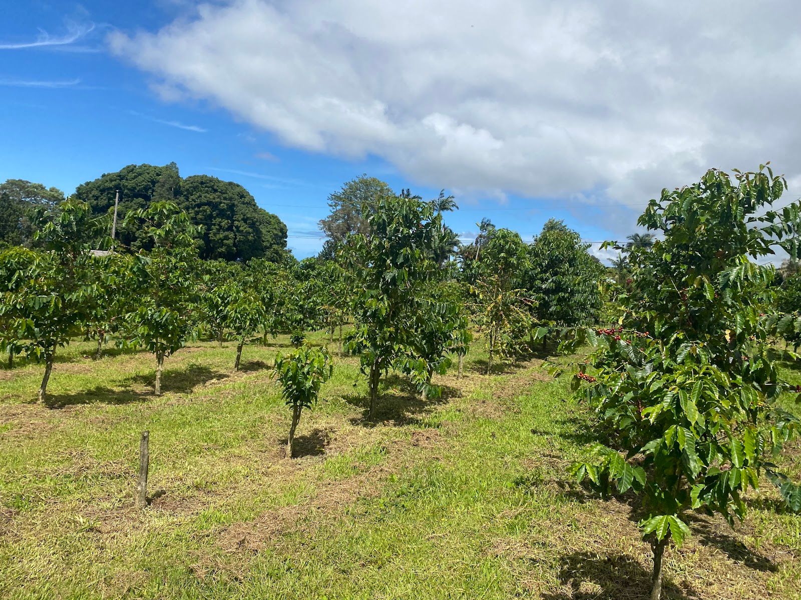 Photo 4 of Uluwehi Coffee Farm in Hōlualoa, Big Island