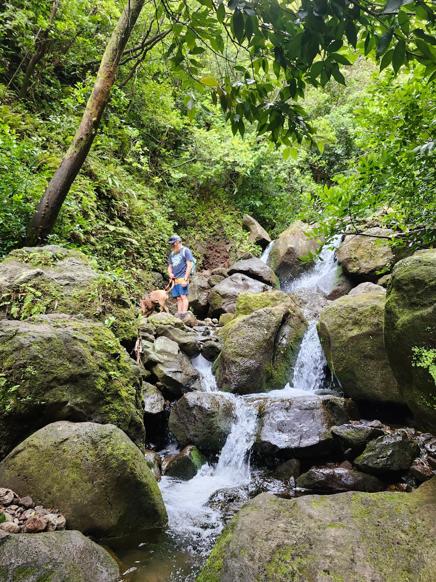 Photo 2 of Lulumahu Falls in Mānoa, Makiki & Nuʻuanu, Oahu