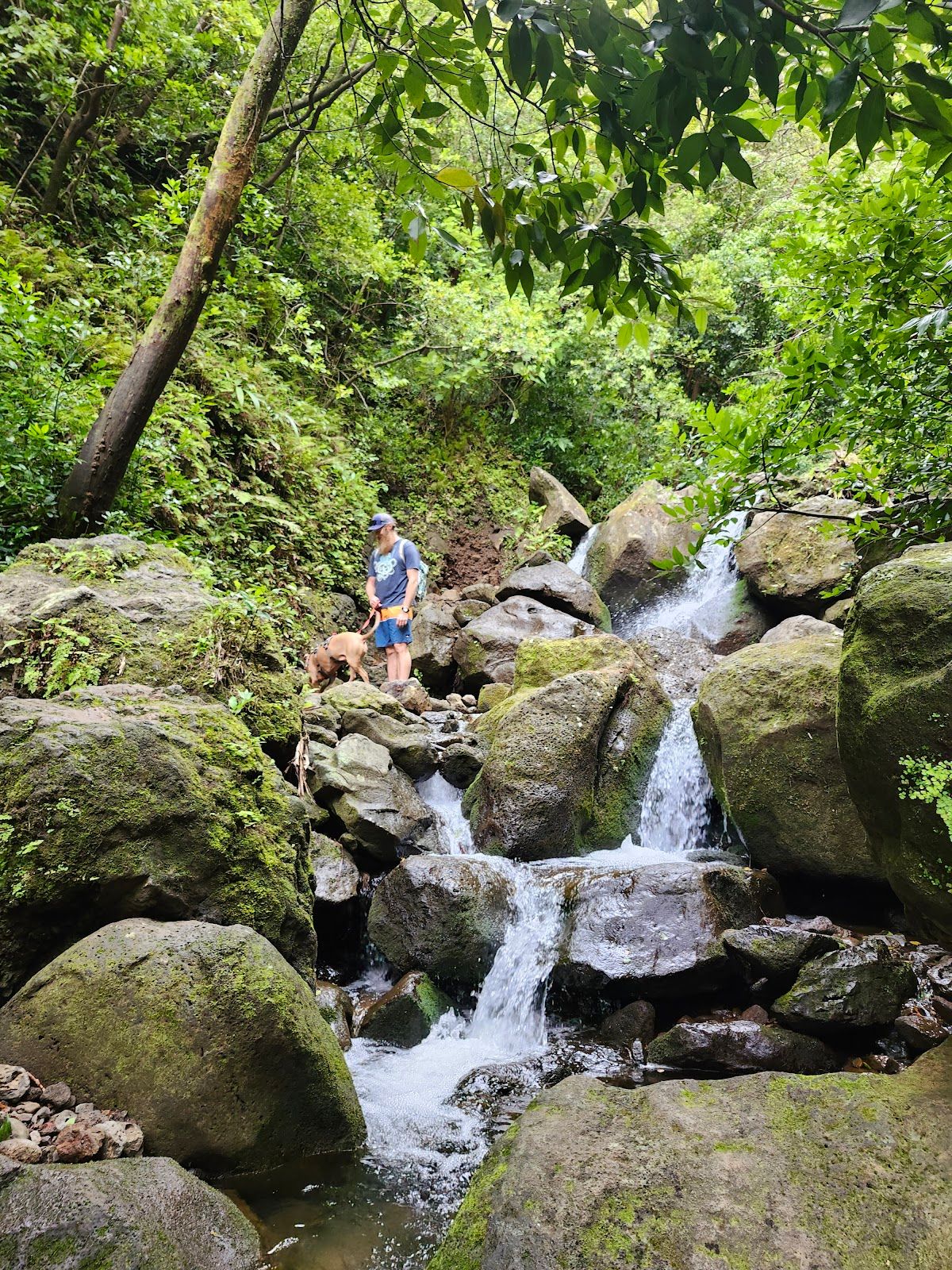 Photo 2 of Lulumahu Falls in Mānoa, Makiki & Nuʻuanu, Oahu