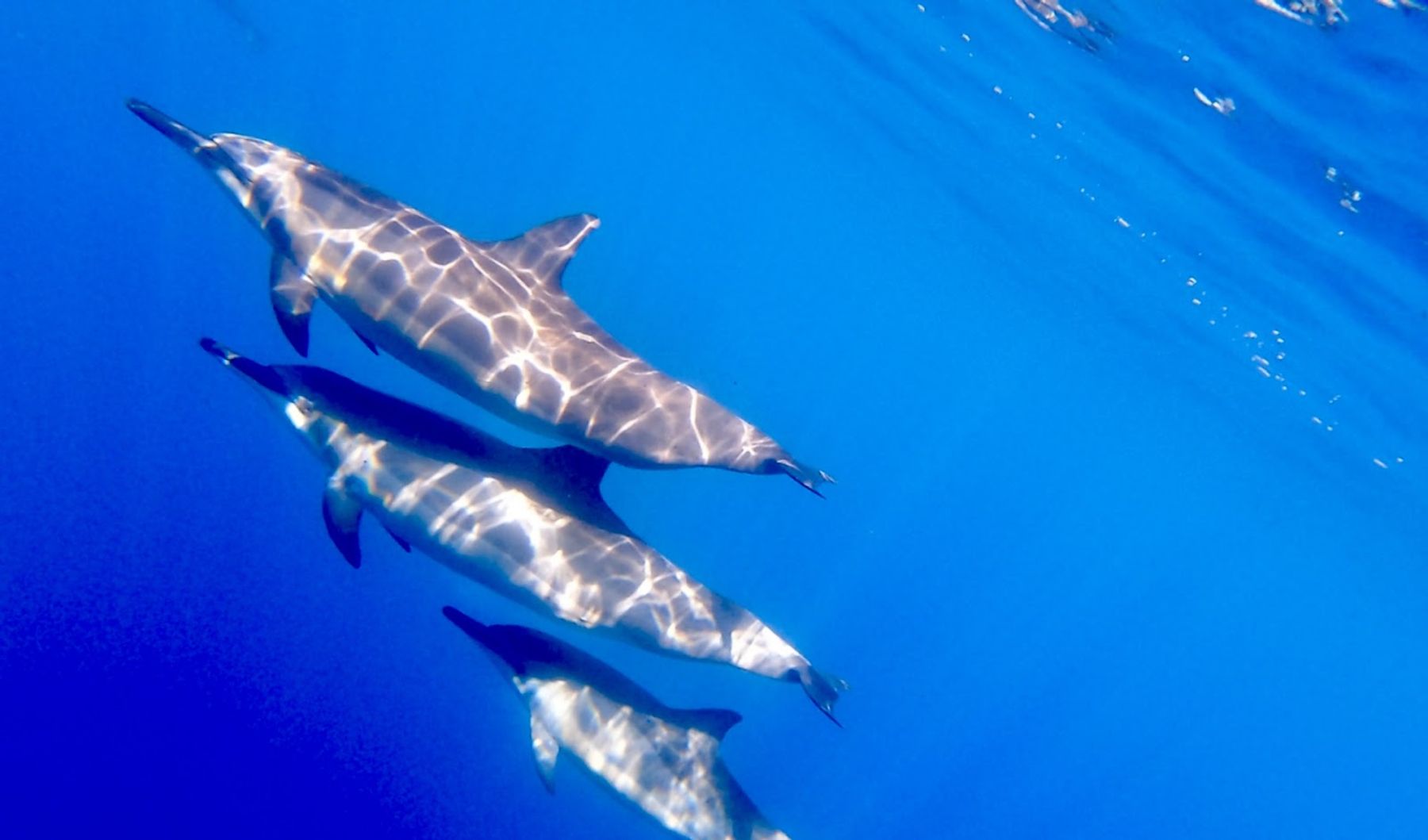 Photo 8 of Liquid Hawai‘i Charters in Waikoloa, Big Island