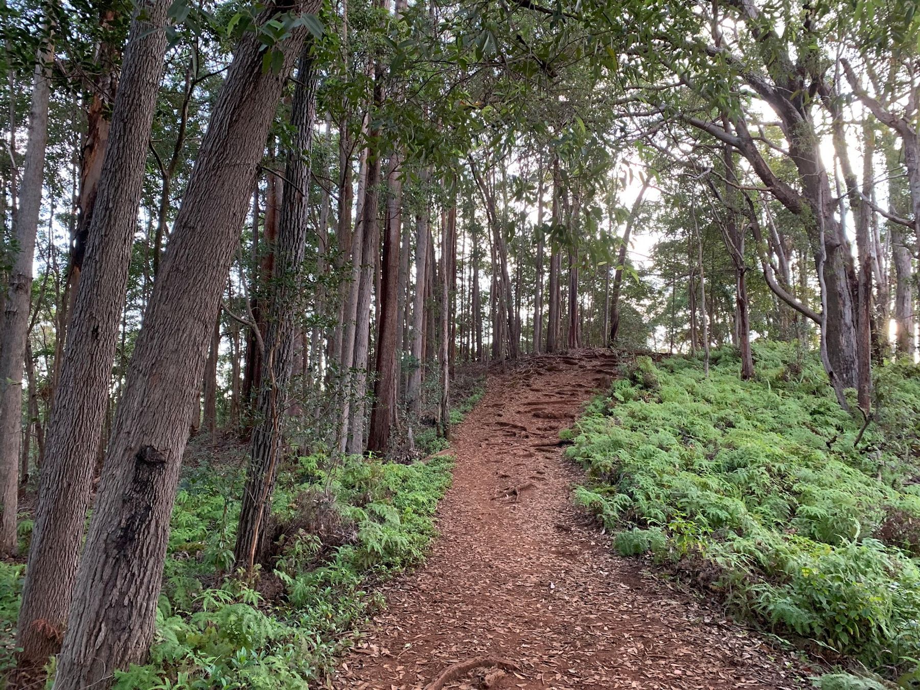 Photo 2 of Mānana Ridge Trail in Pearl City, Oahu
