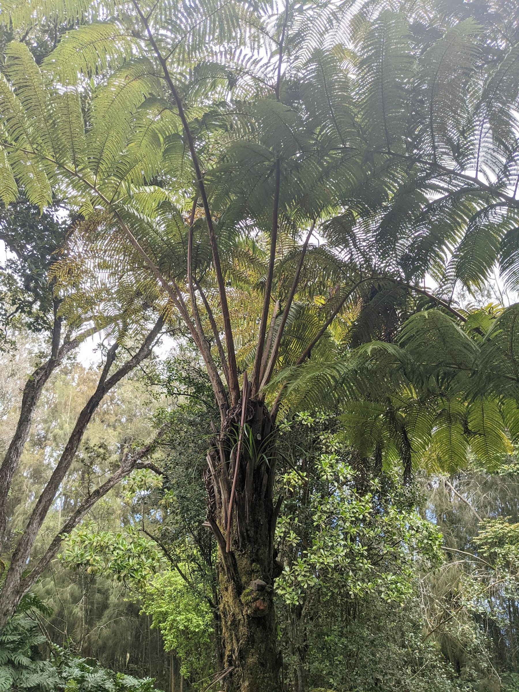 Photo 10 of Kalōpā State Recreation Area in Honokaʻa, Big Island