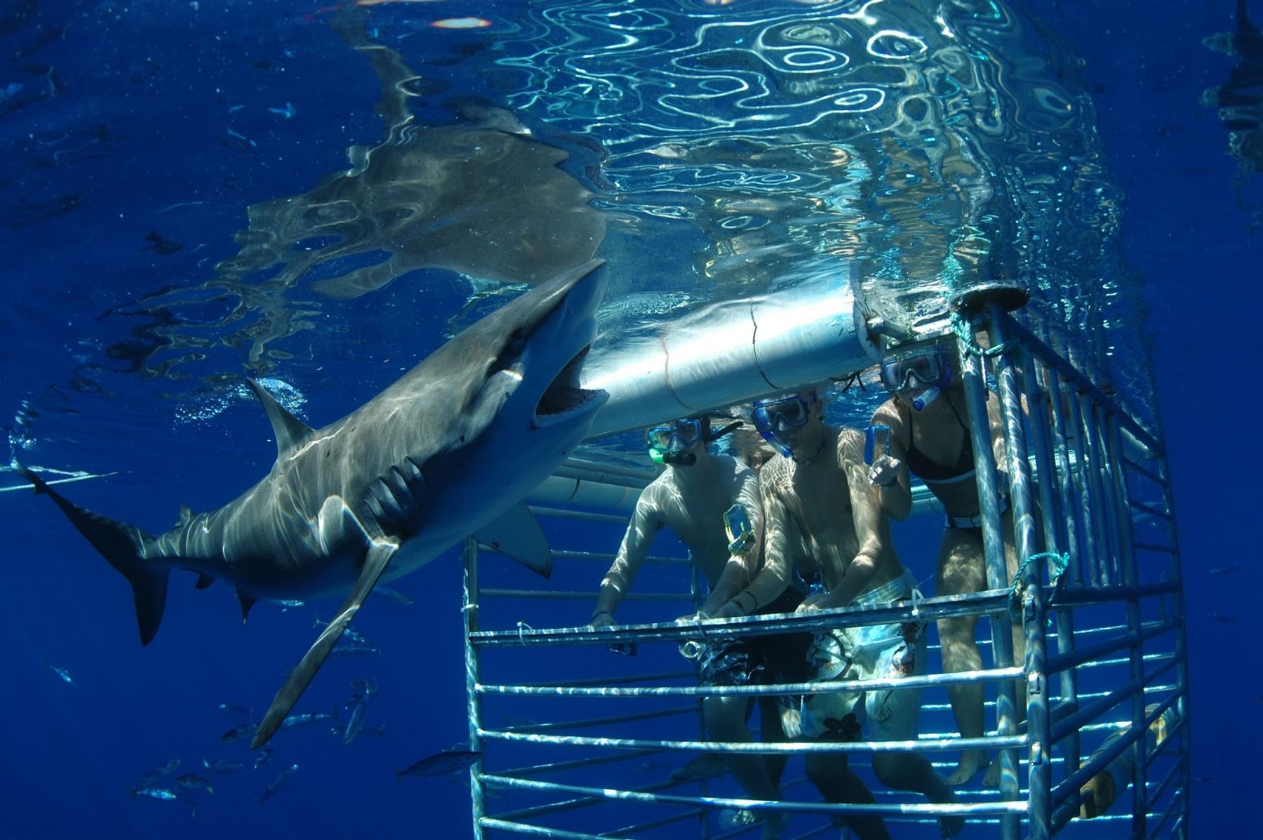Photo 1 of Hawaii Shark Encounters in Haleʻiwa, Oahu