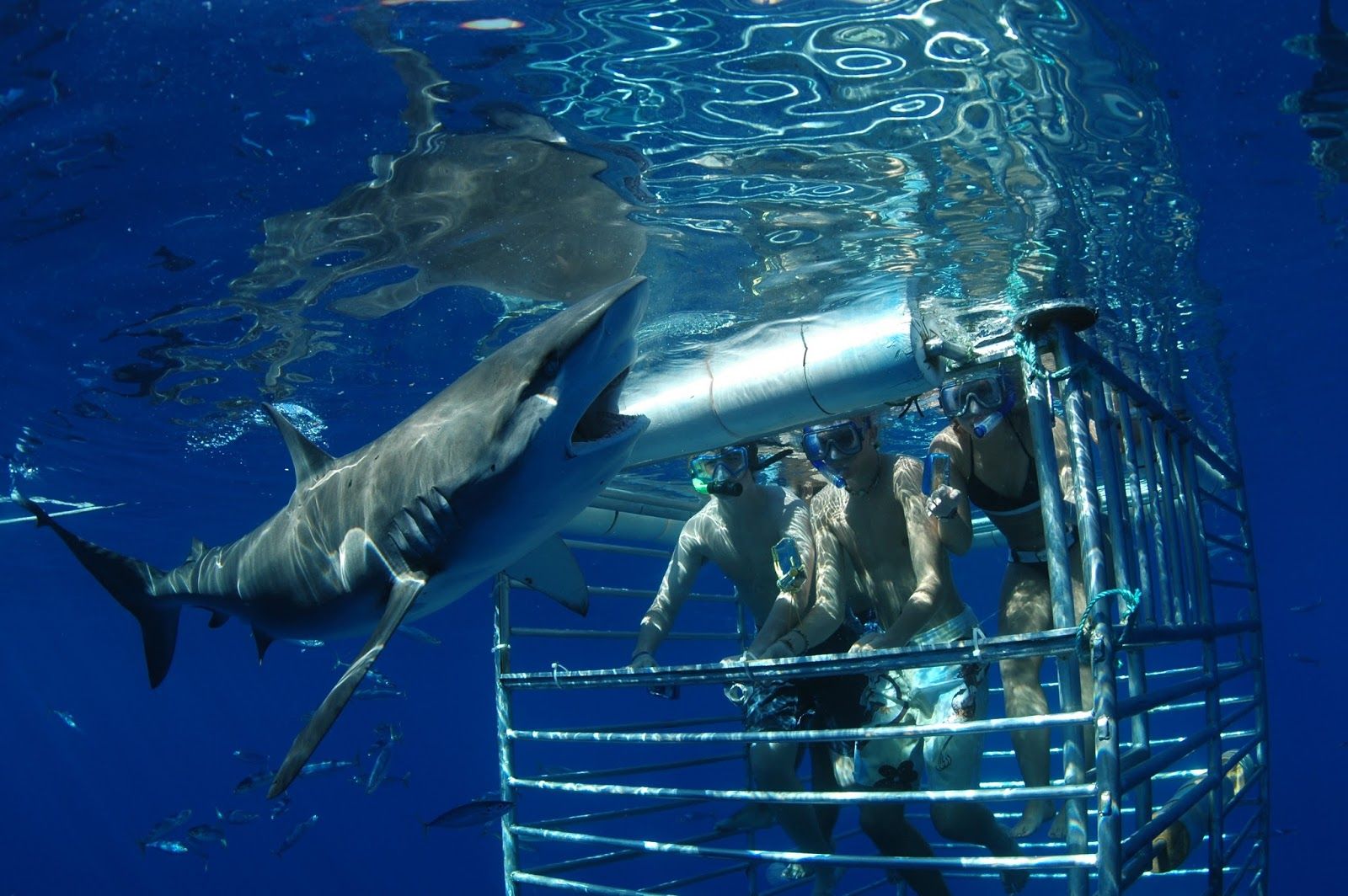 Photo 1 of Hawaii Shark Encounters in Haleʻiwa, Oahu