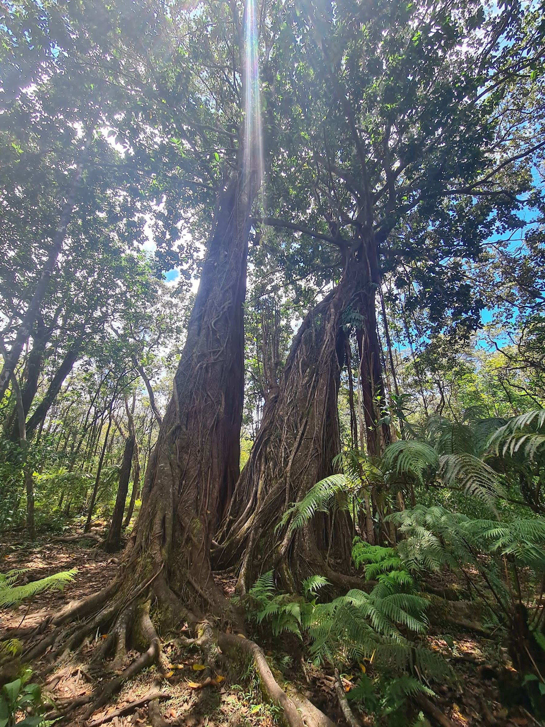 Photo 2 of Kalopa Native Forest Trail in Honokaʻa, Big Island