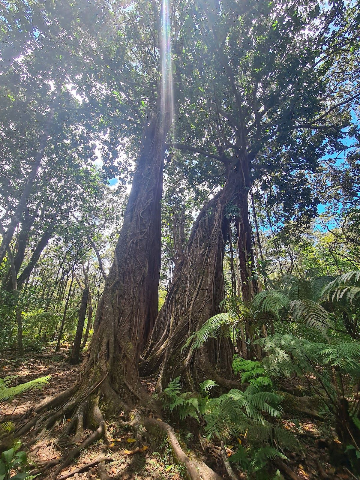 Photo 2 of Kalopa Native Forest Trail in Honokaʻa, Big Island