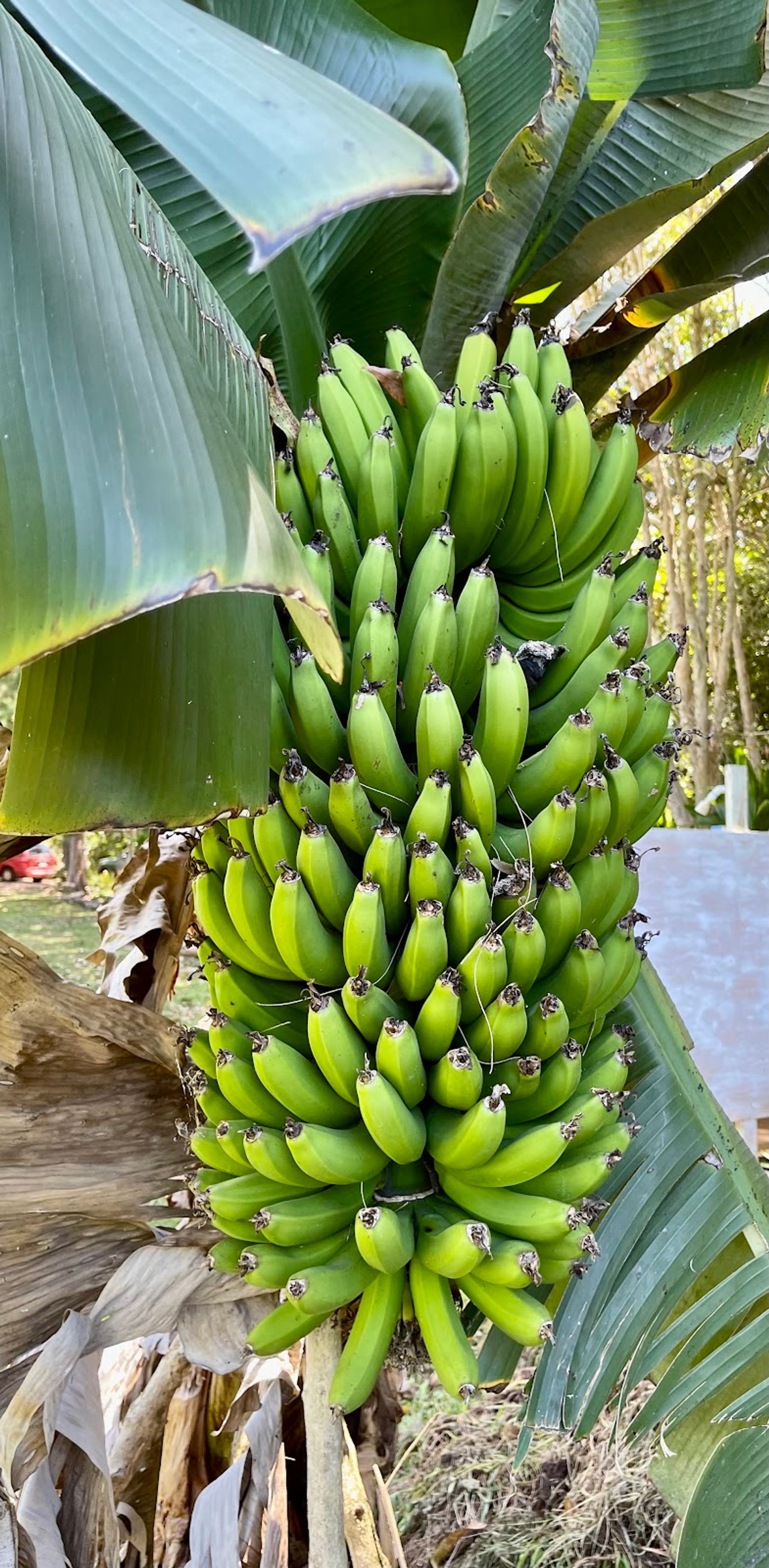 Photo 3 of Paradise Meadows Orchard and Bee Farm, Home of Hawaii's Local Buzz in South Point, Big Island