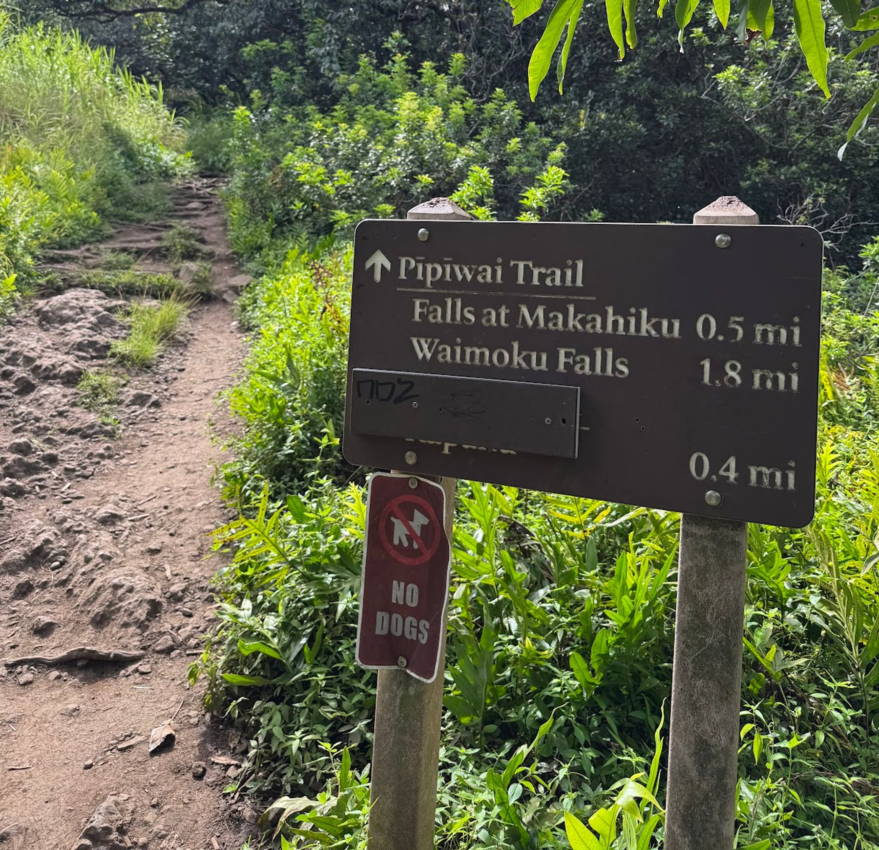 Photo 7 of Pipiwai Trail in Kīpahulu & Kaupō, Maui
