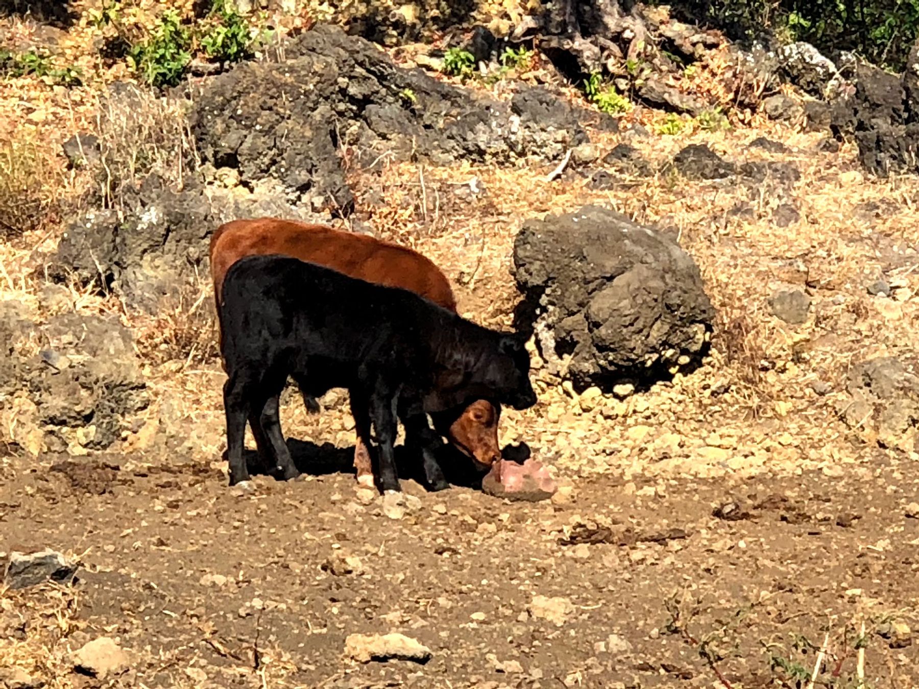 Photo 7 of Triple L Ranch Horseback Rides in Ulupalakua, Maui