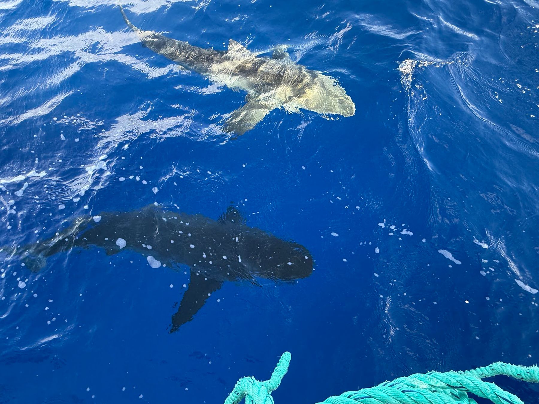 Photo 2 of North Shore Shark Adventures in Haleʻiwa, Oahu