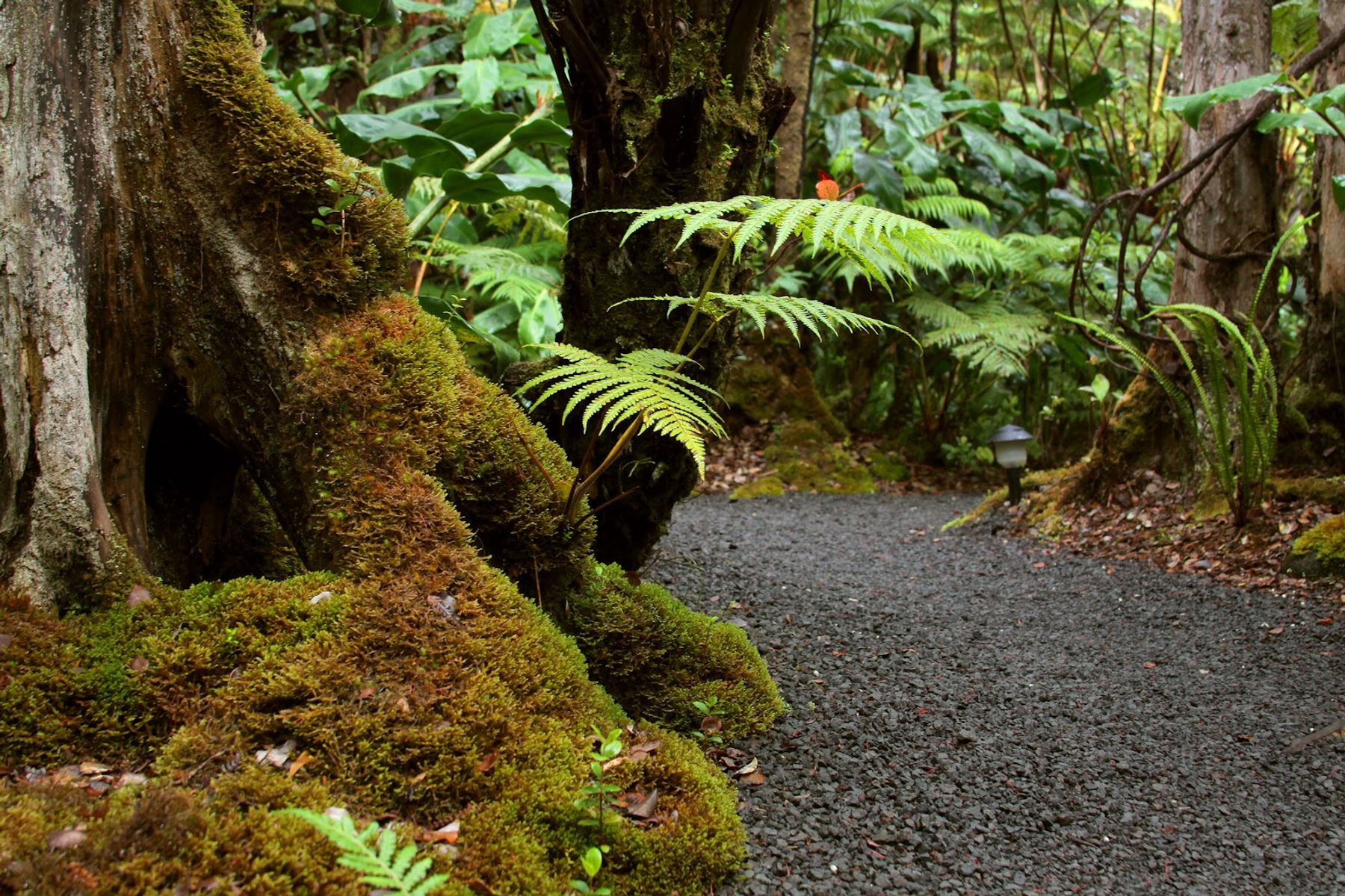 Photo 6 of Volcano Rainforest Retreat in Volcano, Big-island