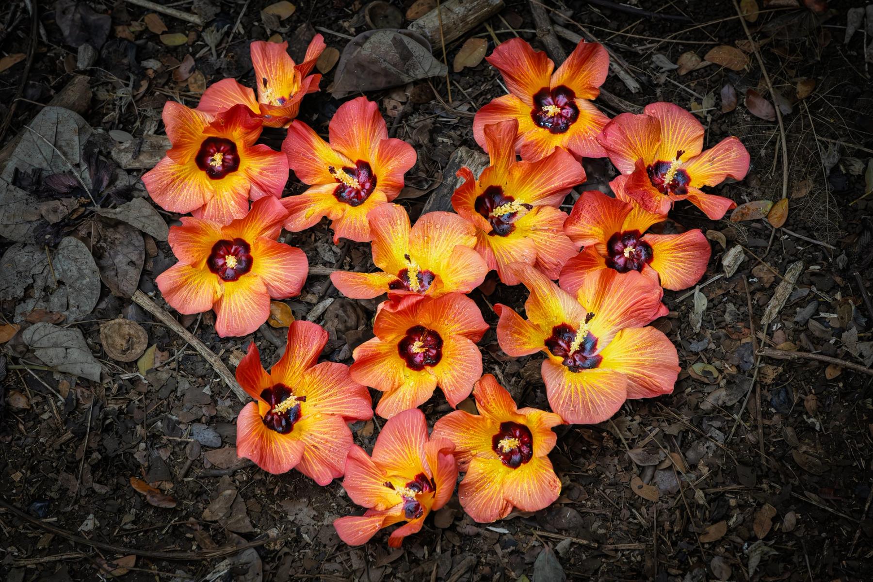 Bright orange hibiscus flowers scattered on dark leaf litter and twigs, photographed from directly above