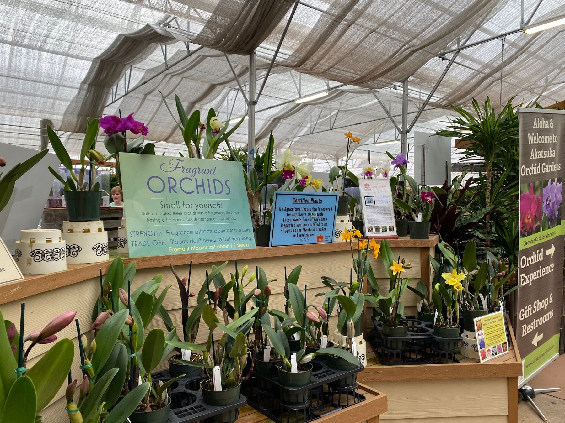 Photo 2 of Akatsuka Orchid Gardens in Volcano, Big Island