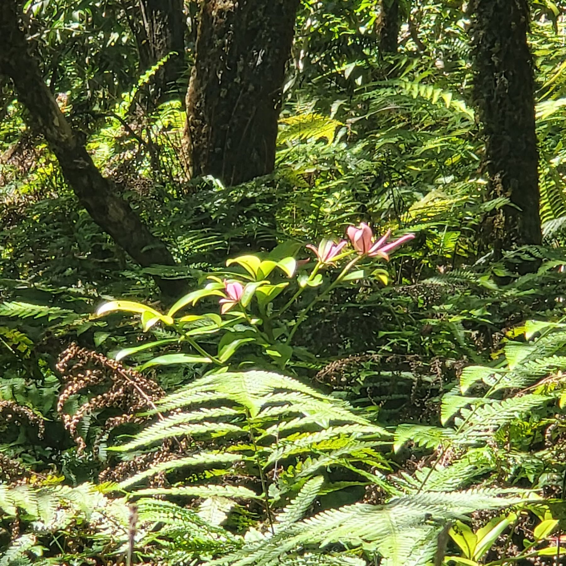 Photo 3 of Kalopa Native Forest Trail in Honokaʻa, Big Island