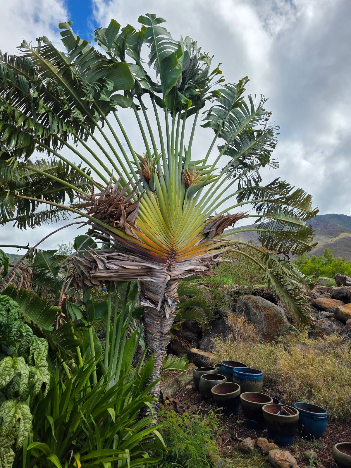 Photo 8 of Maui Dragon Fruit Farm in Lāhainā, Maui