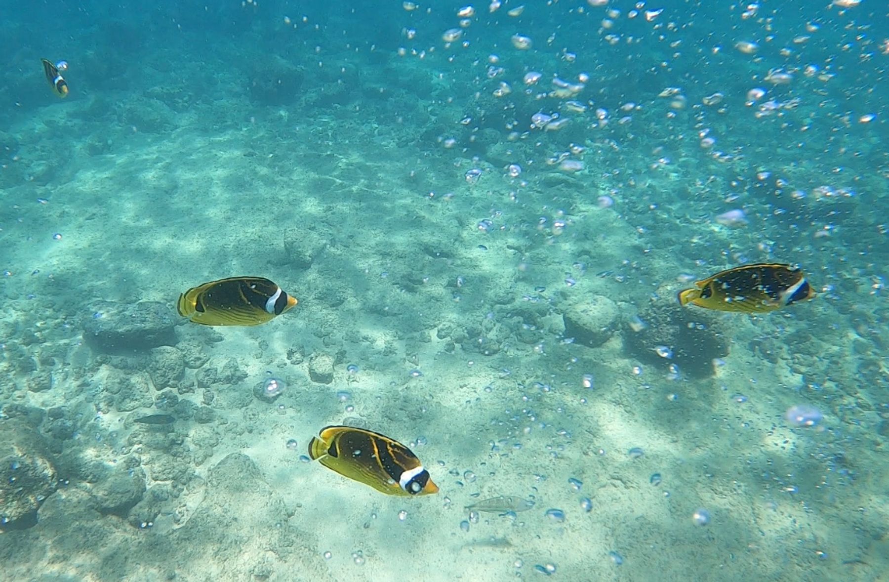 Kauai Z-Tours in Kōloa, Kaua‘i photo 3