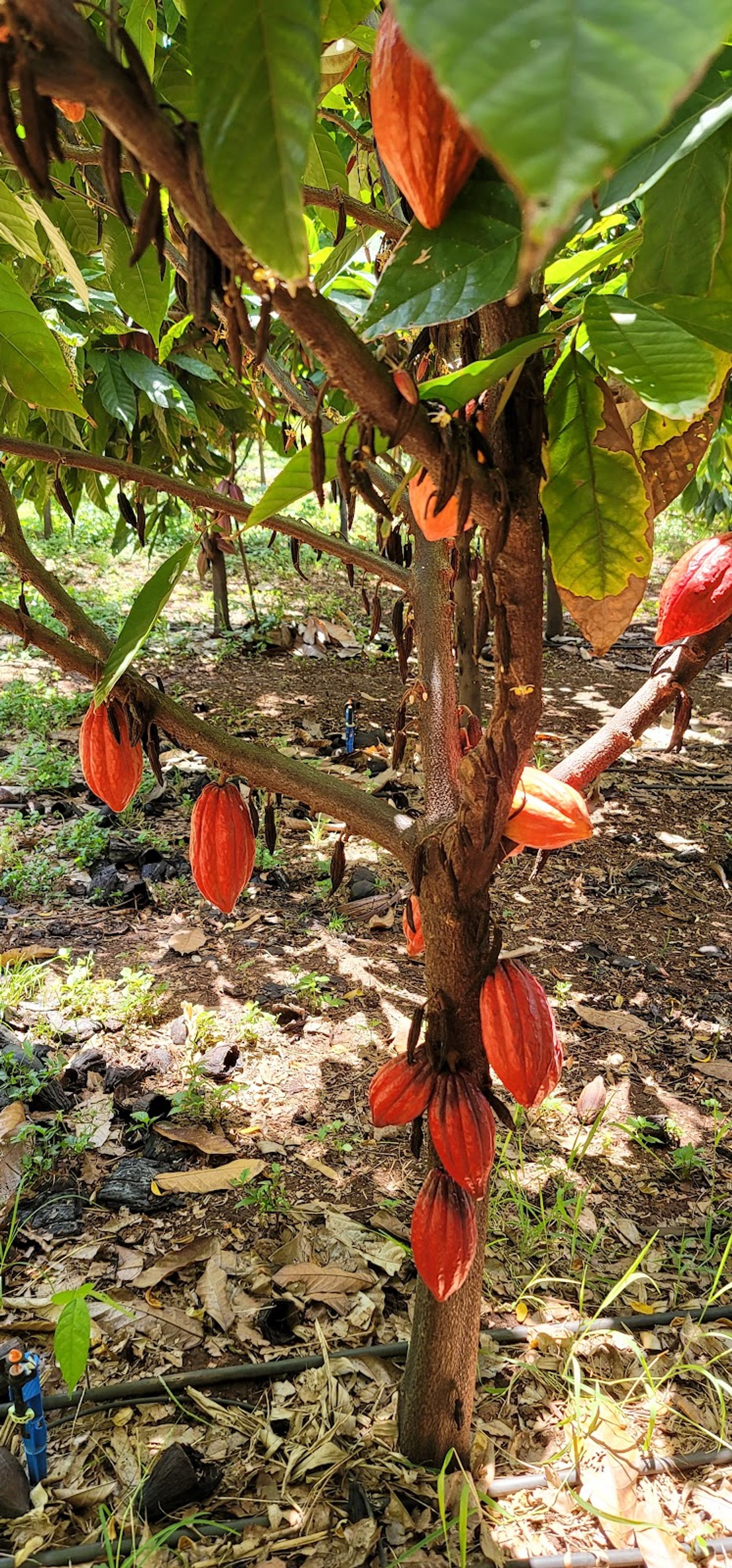 Photo 1 of Maui Ku’ia Estate Cacao Farm in Lāhainā, Maui