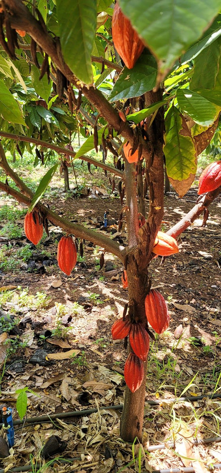 Photo 1 of Maui Ku’ia Estate Cacao Farm in Lāhainā, Maui