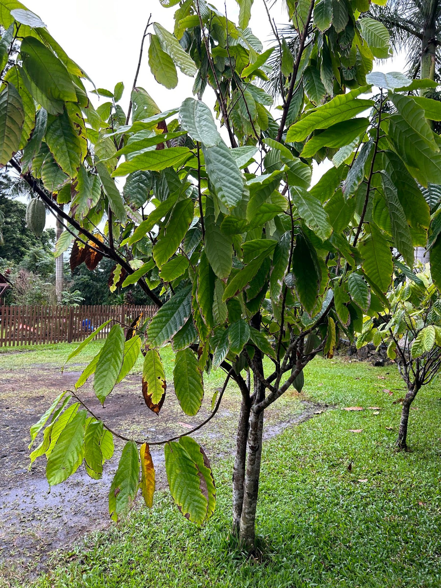 Photo 2 of Hana Gold Cacao Plantation in Hāna, Maui