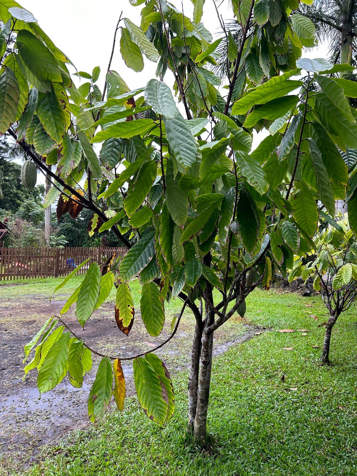 Photo 2 of Hana Gold Cacao Plantation in Hāna, Maui