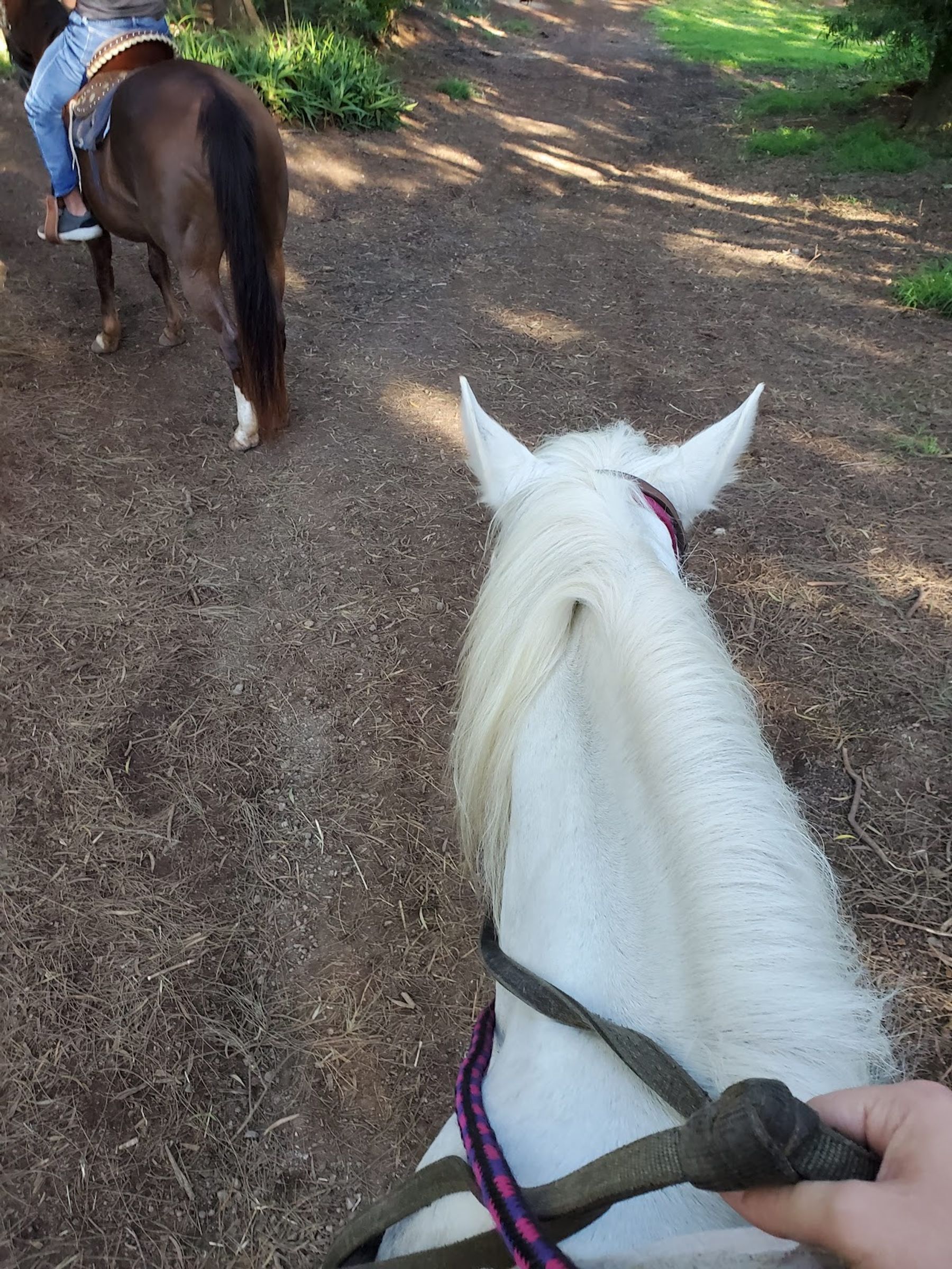 Photo 5 of Ironwood Ranch Horseback Riding in Kapalua, Maui