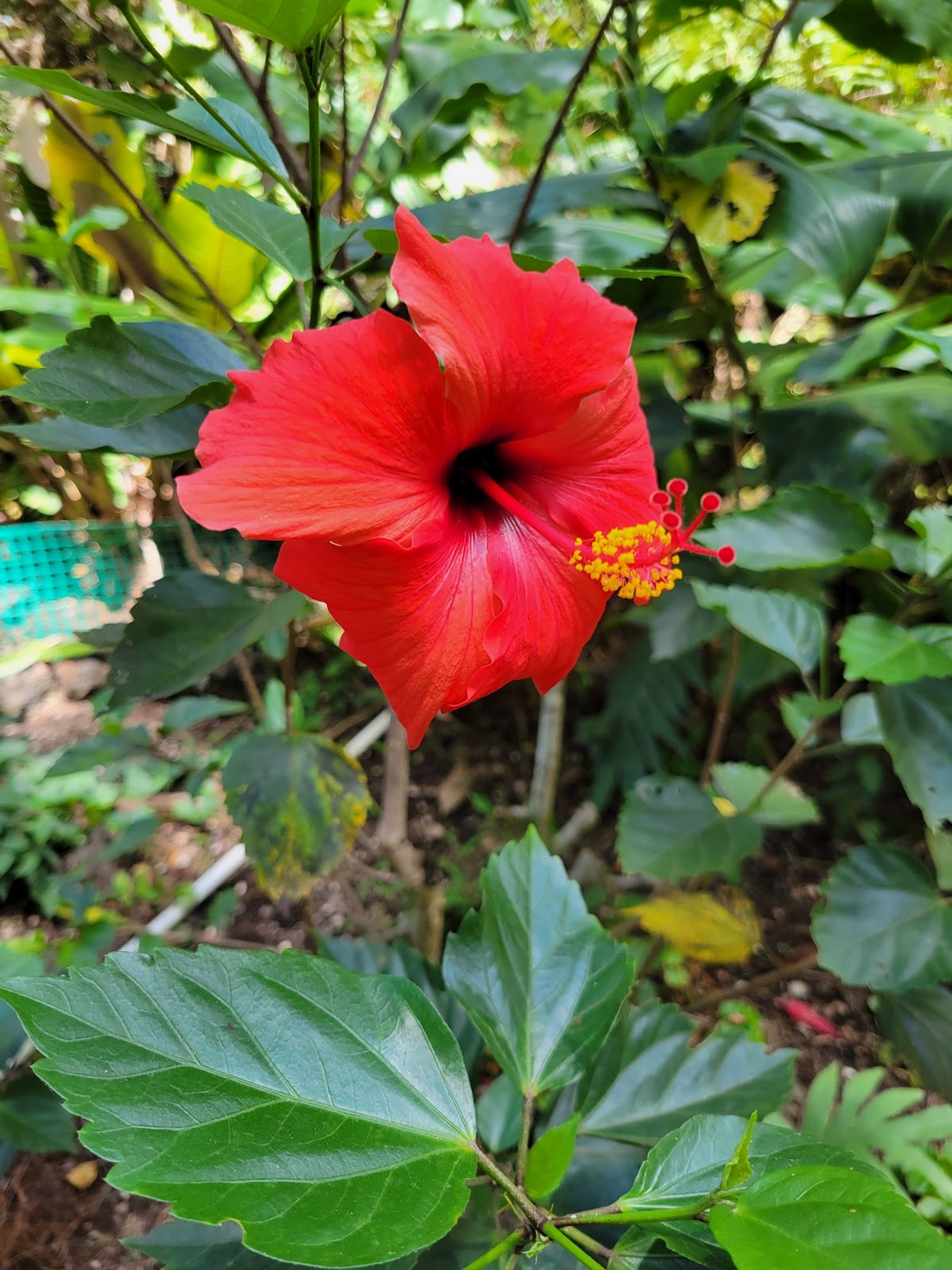 Photo 7 of Paradise Meadows Orchard and Bee Farm, Home of Hawaii's Local Buzz in South Point, Big Island