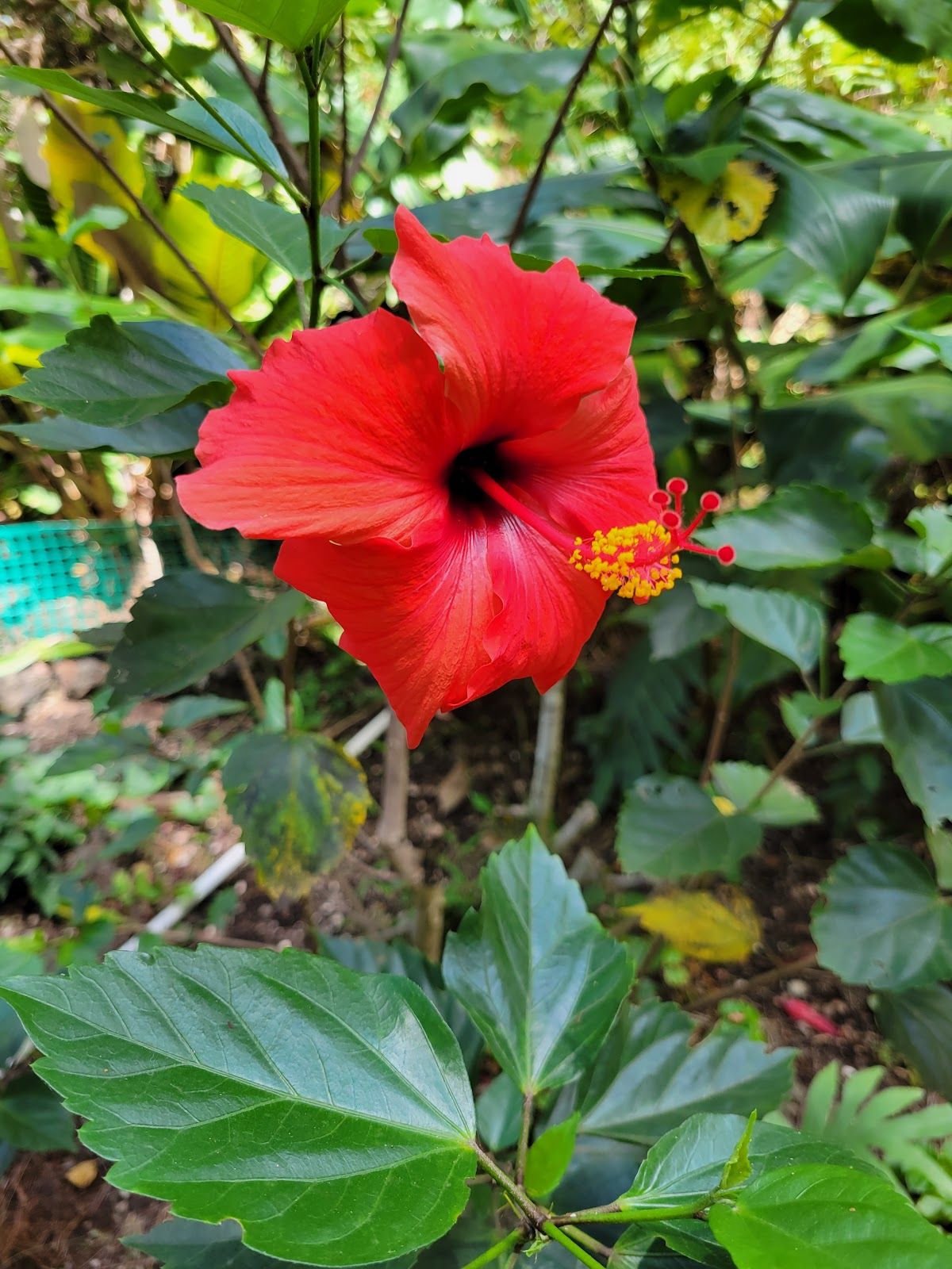 Photo 7 of Paradise Meadows Orchard and Bee Farm, Home of Hawaii's Local Buzz in South Point, Big Island
