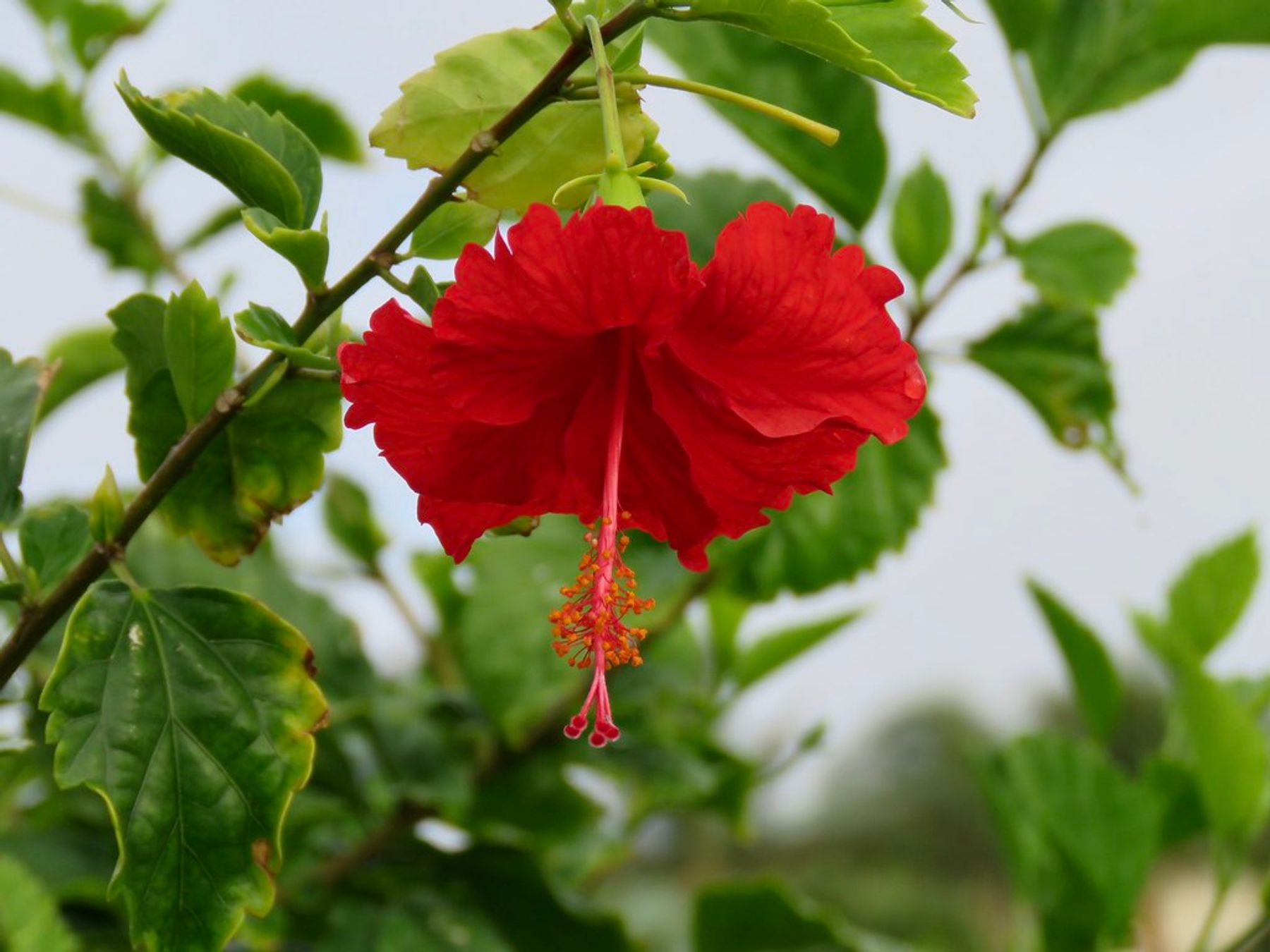 Close-up of a red hibiscus flower with a hanging pink stamen against green leaves and a pale sky