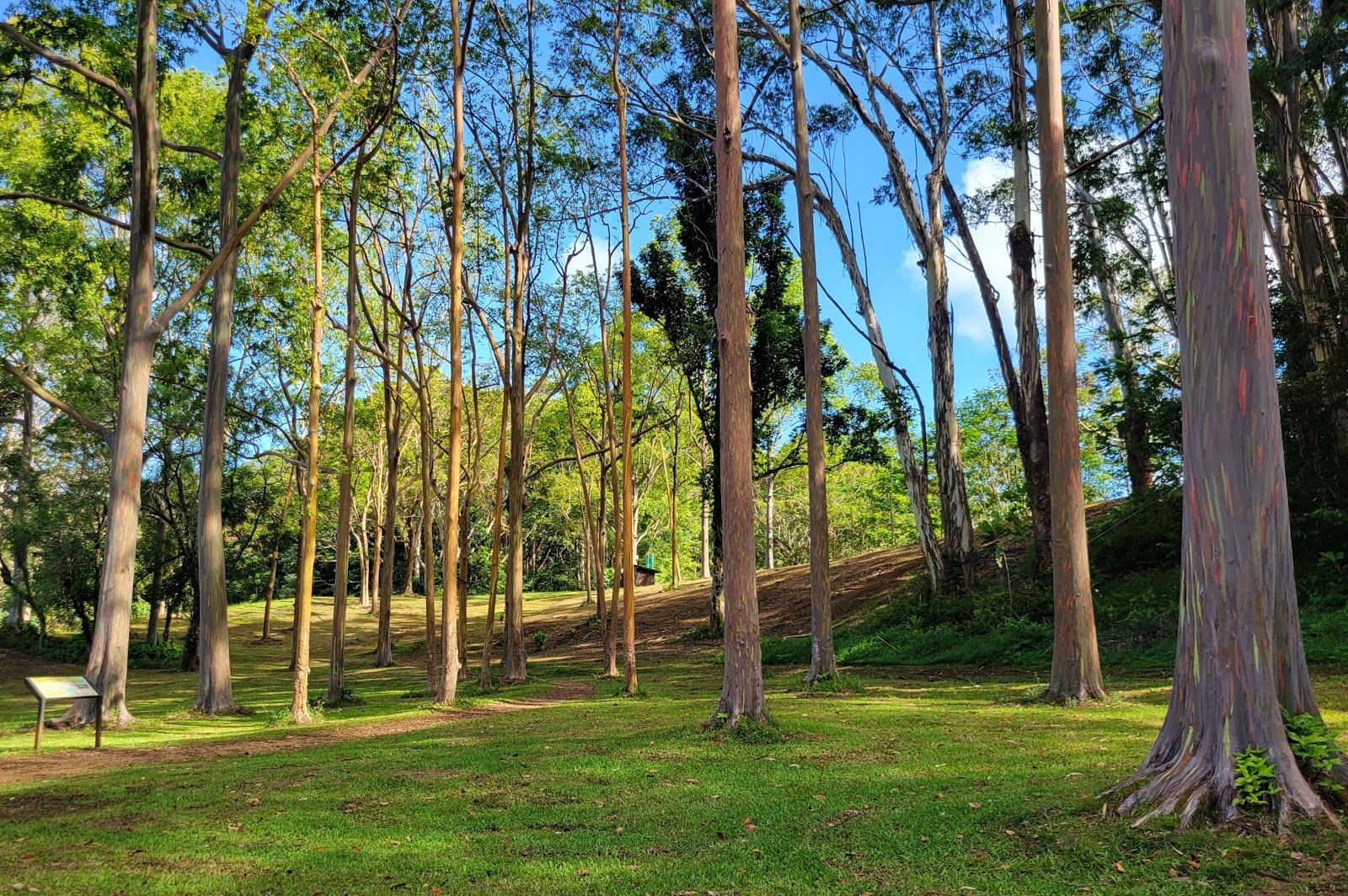 Keahua Arboretum in Kapaʻa, Kaua‘i