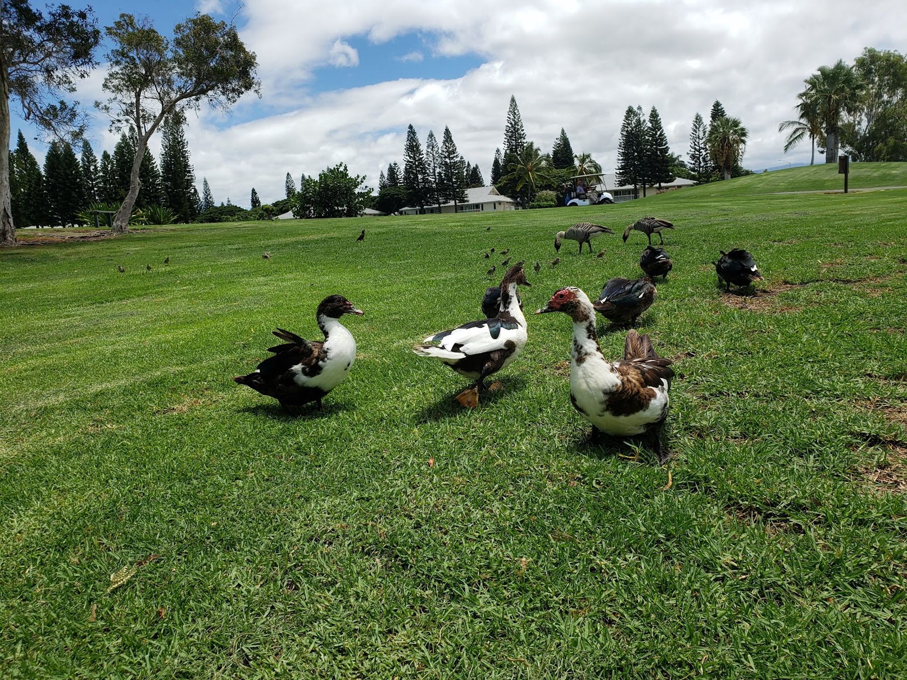 Photo 6 of The Village Course at Waikōloa in Waikoloa, Big Island