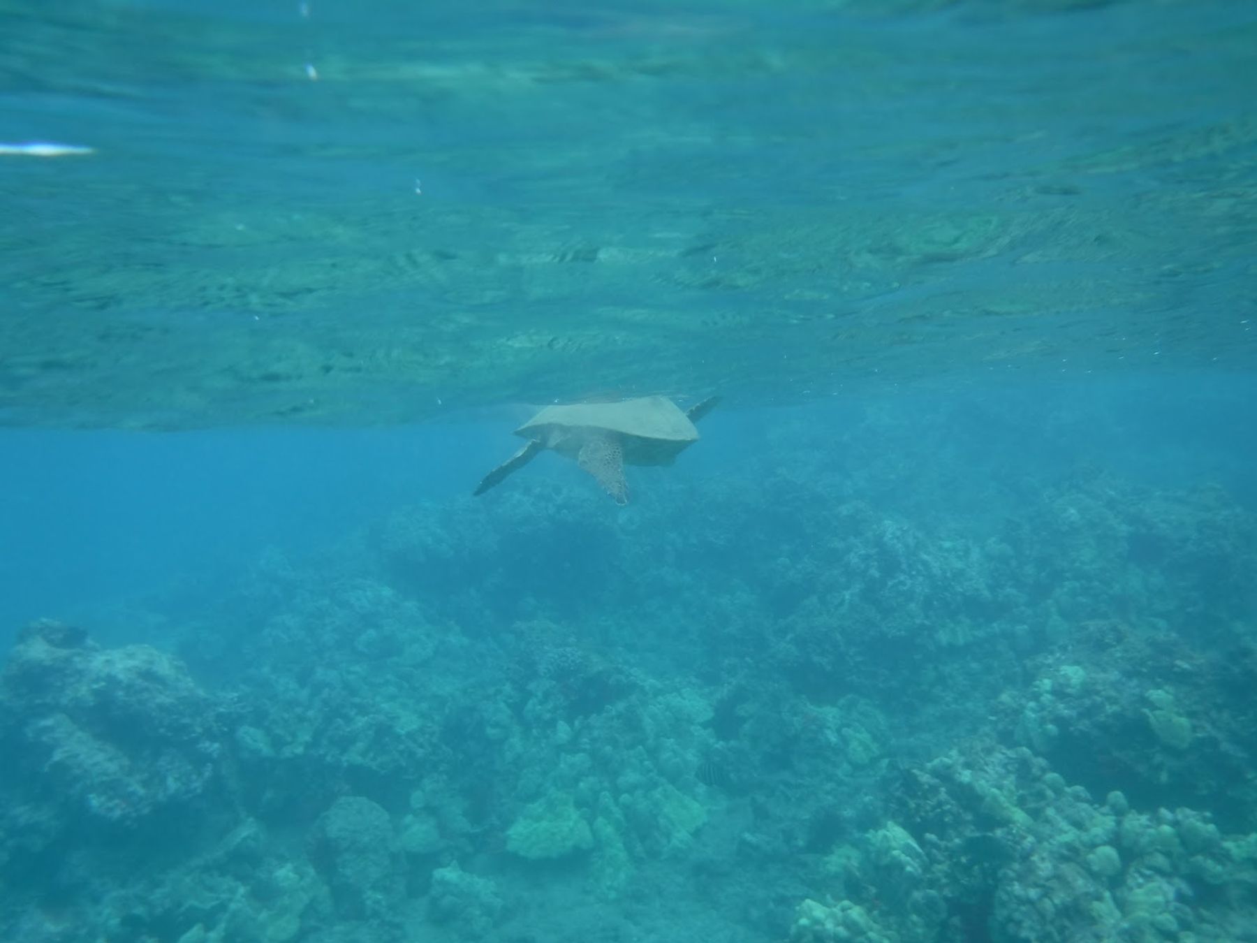 Photo 4 of Ulua Beach Park in Wailea, Maui