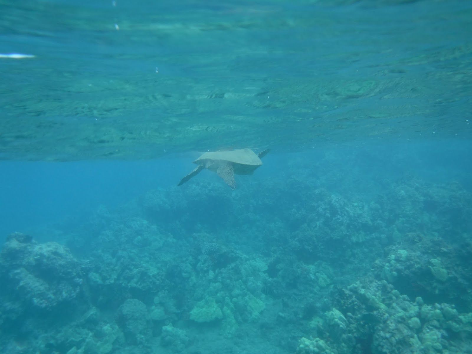 Photo 4 of Ulua Beach Park in Wailea, Maui