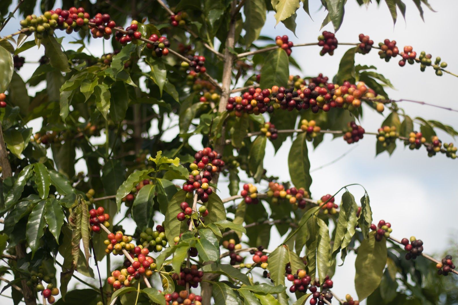 Photo 9 of Kona Coffee & Tea in Kailua-Kona, Big Island