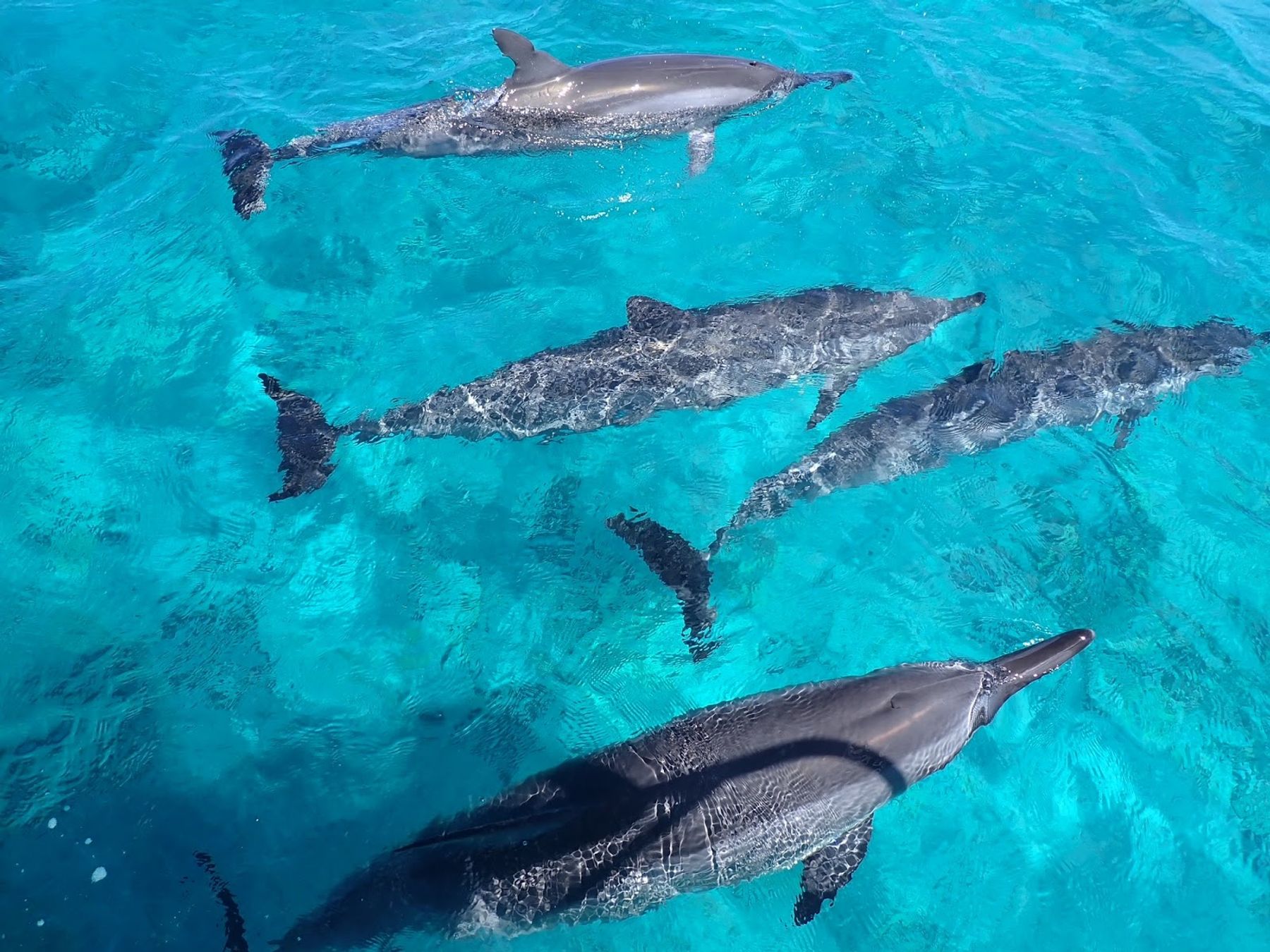 Photo 2 of Captain Chad's Charters in Mauna Kea Beach, Big Island