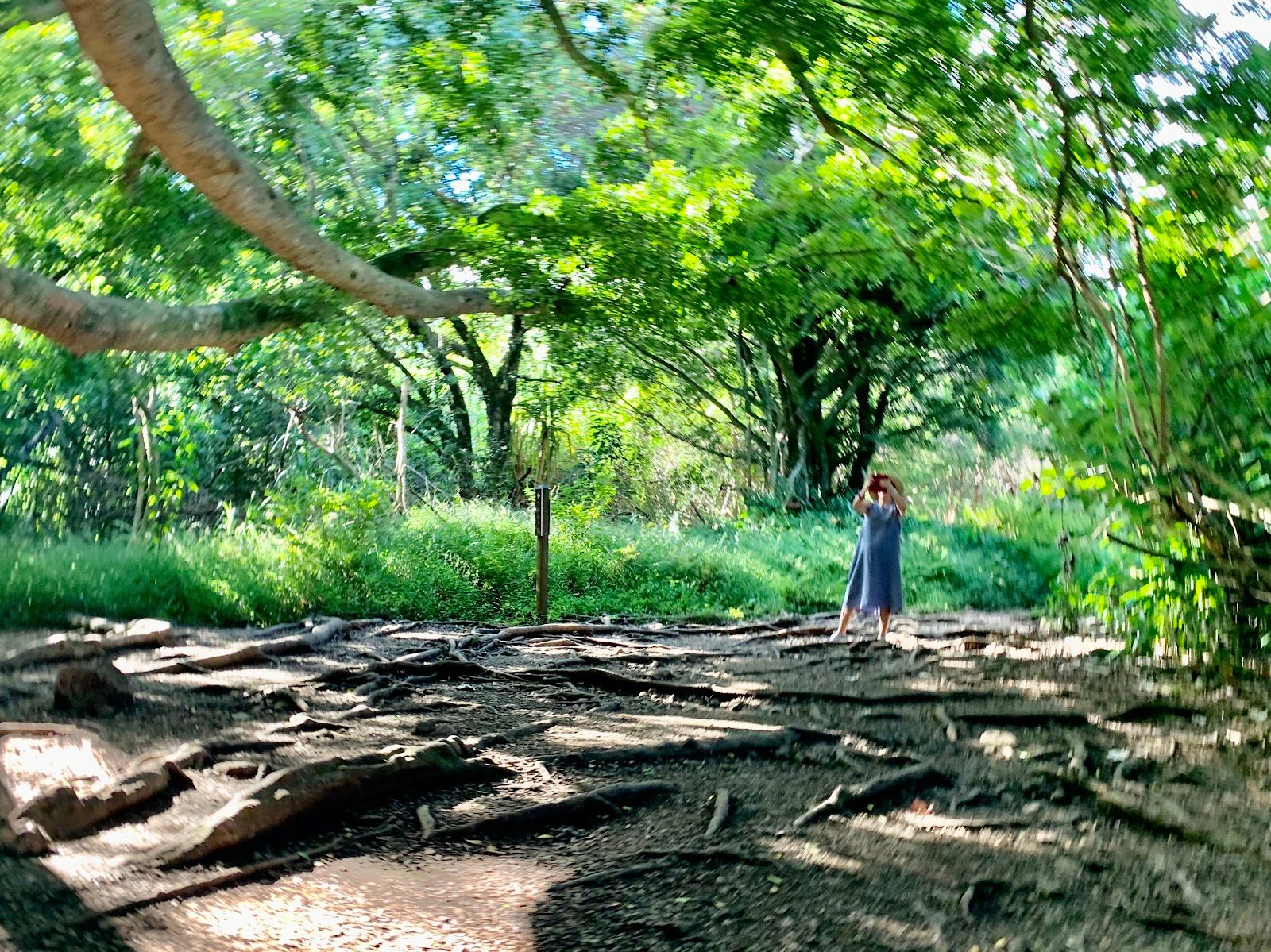 Photo 7 of Banyan Tree in Kīpahulu & Kaupō, Maui