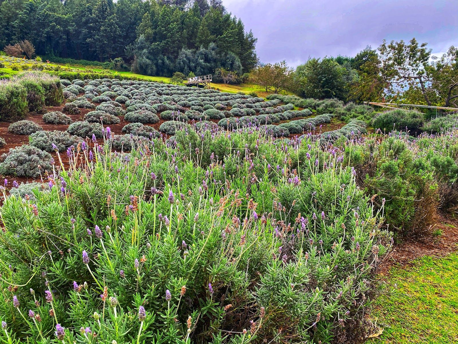 Photo 8 of Ali'i Kula Lavender in Kula, Maui