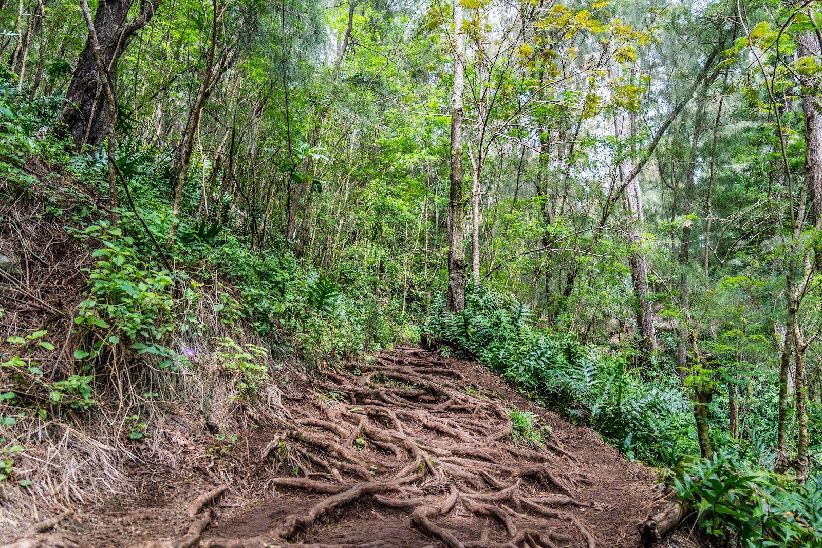 Photo 3 of Kuli‘ou‘ou Ridge Trailhead in Hawaiʻi Kai & East Honolulu, Oahu