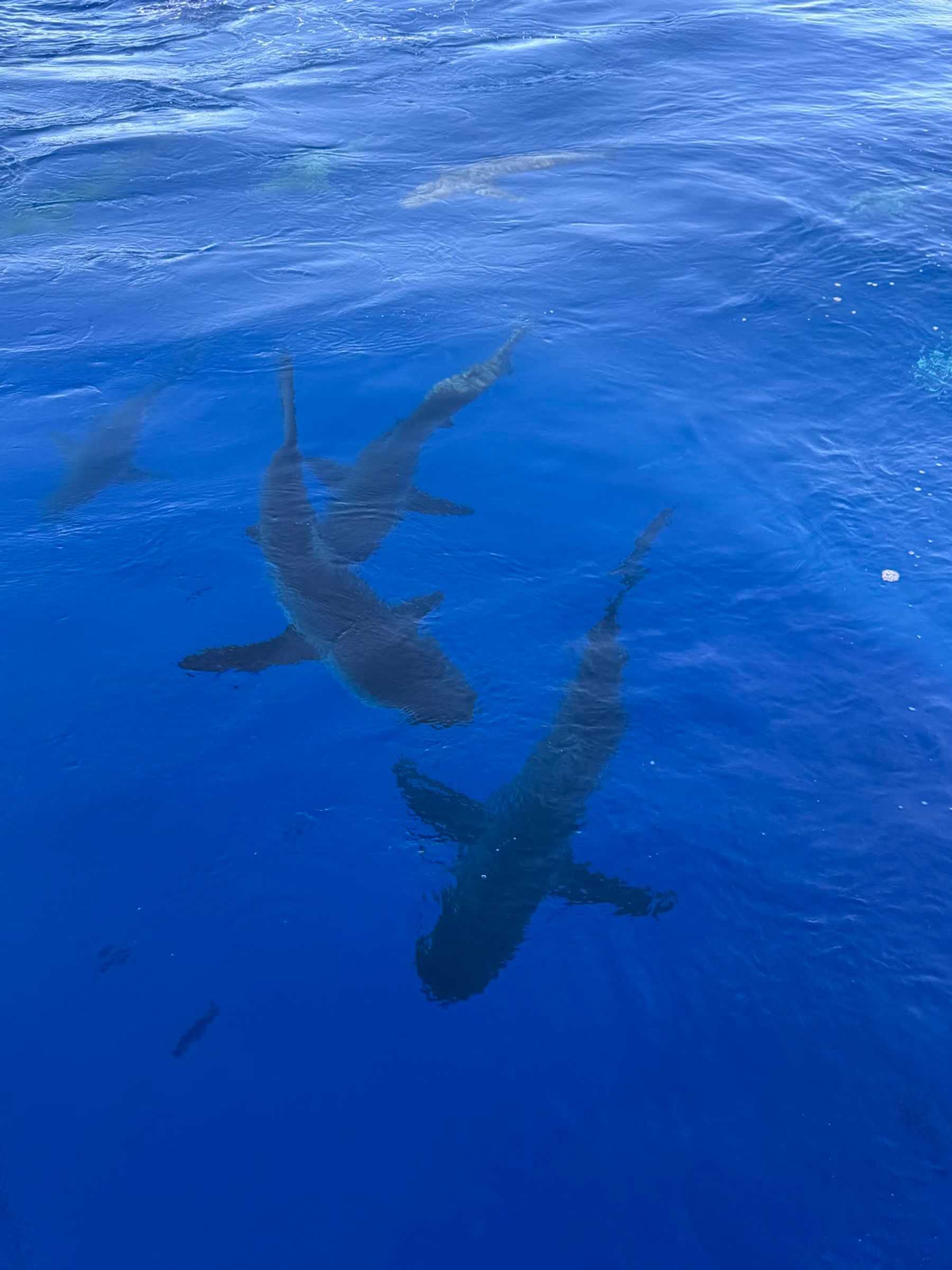 Photo 3 of One Ocean Diving in Haleʻiwa, Oahu