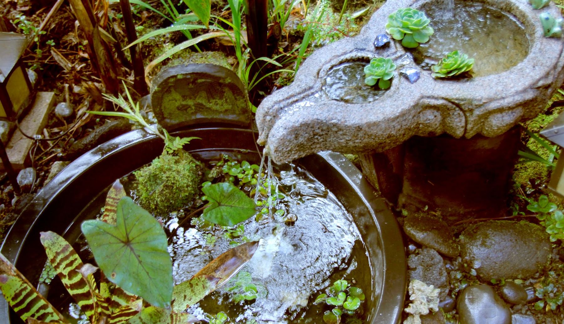 Photo 8 of Lotus Garden Cottages in Volcano, Big-island