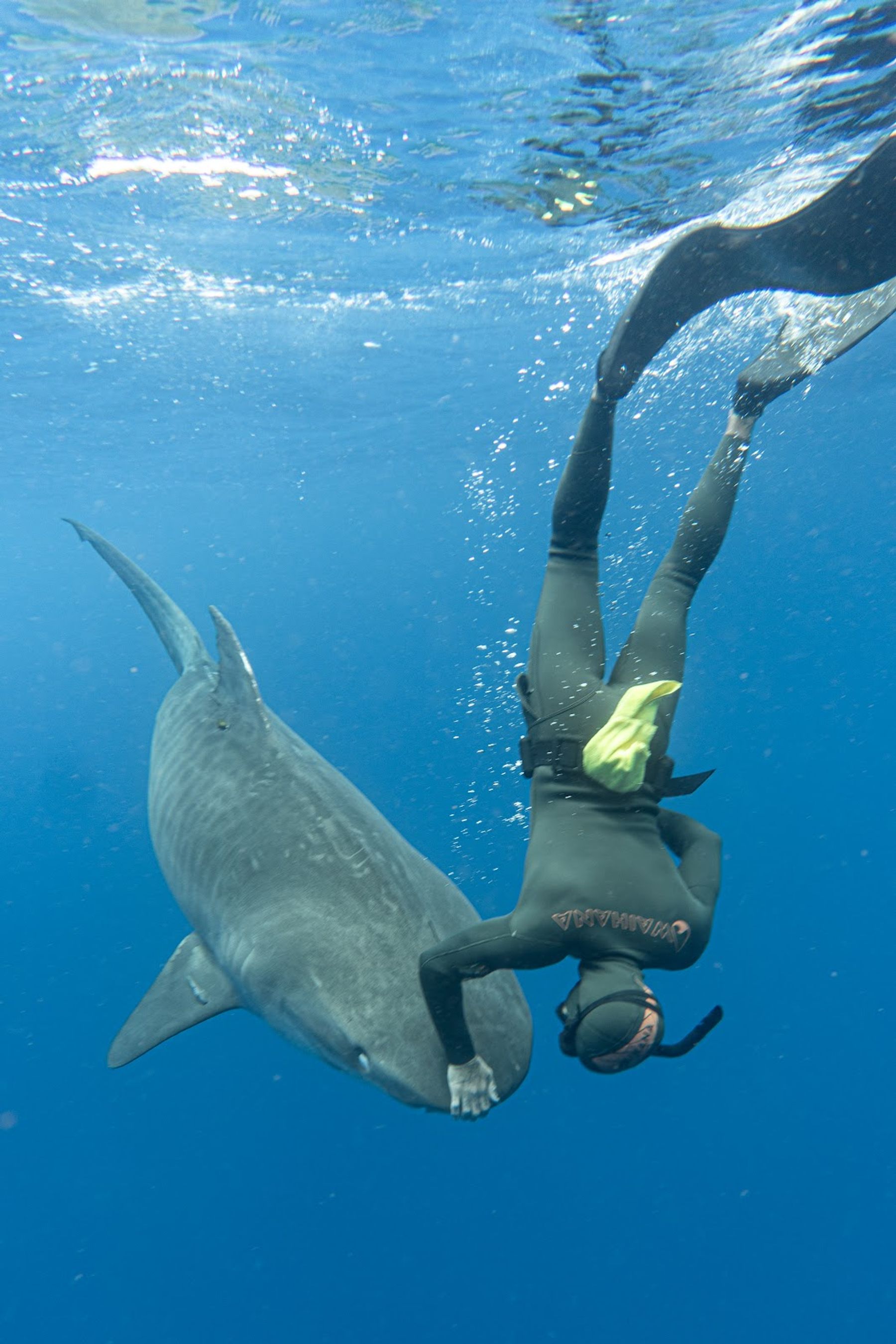 Photo 3 of Hawaii Adventure Diving in Haleʻiwa, Oahu