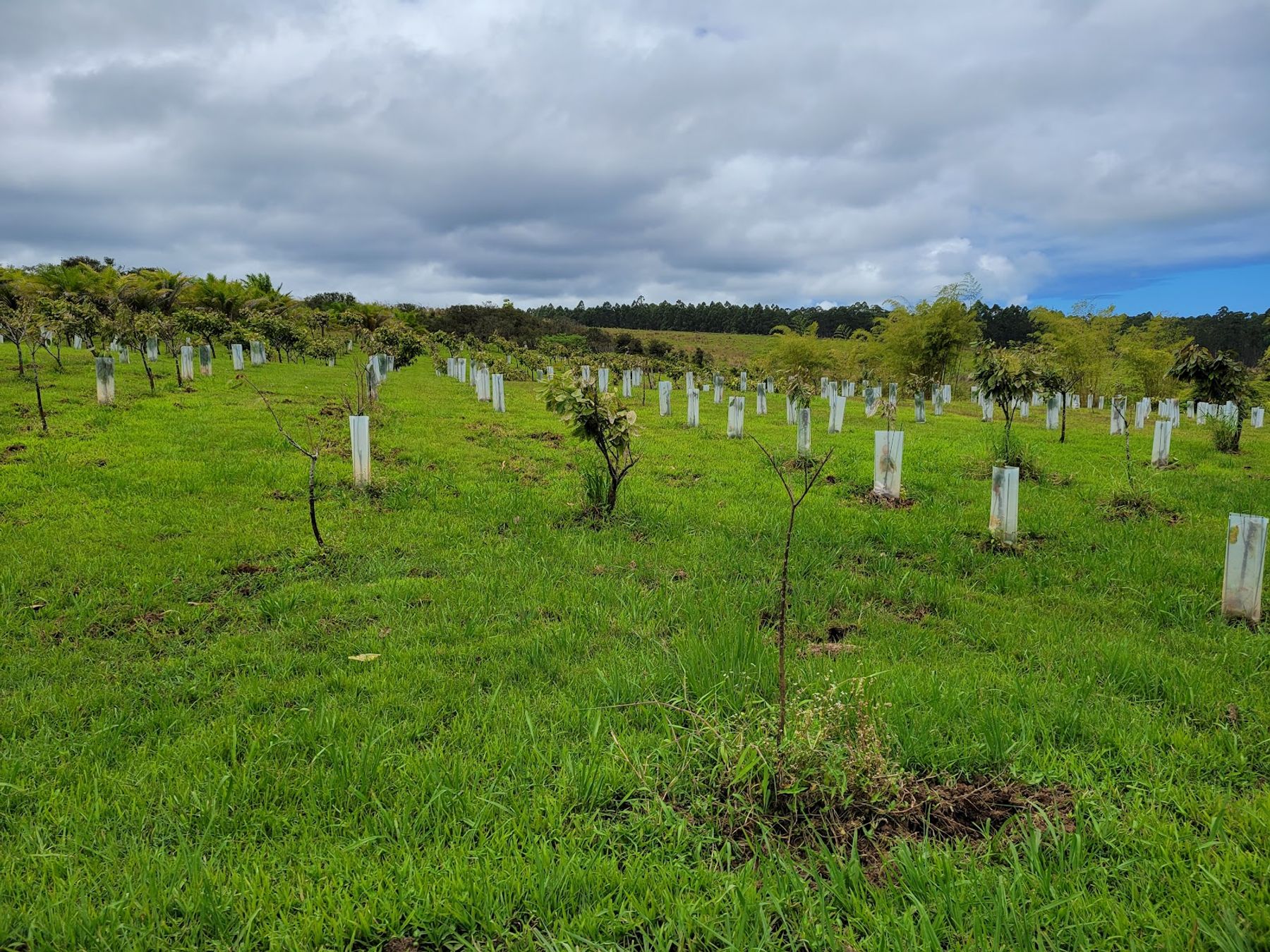 Photo 9 of Lavaloha Chocolate - Farm Tours in Hilo, Big Island