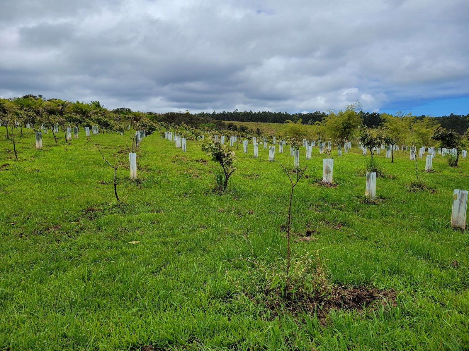 Photo 9 of Lavaloha Chocolate - Farm Tours in Hilo, Big Island