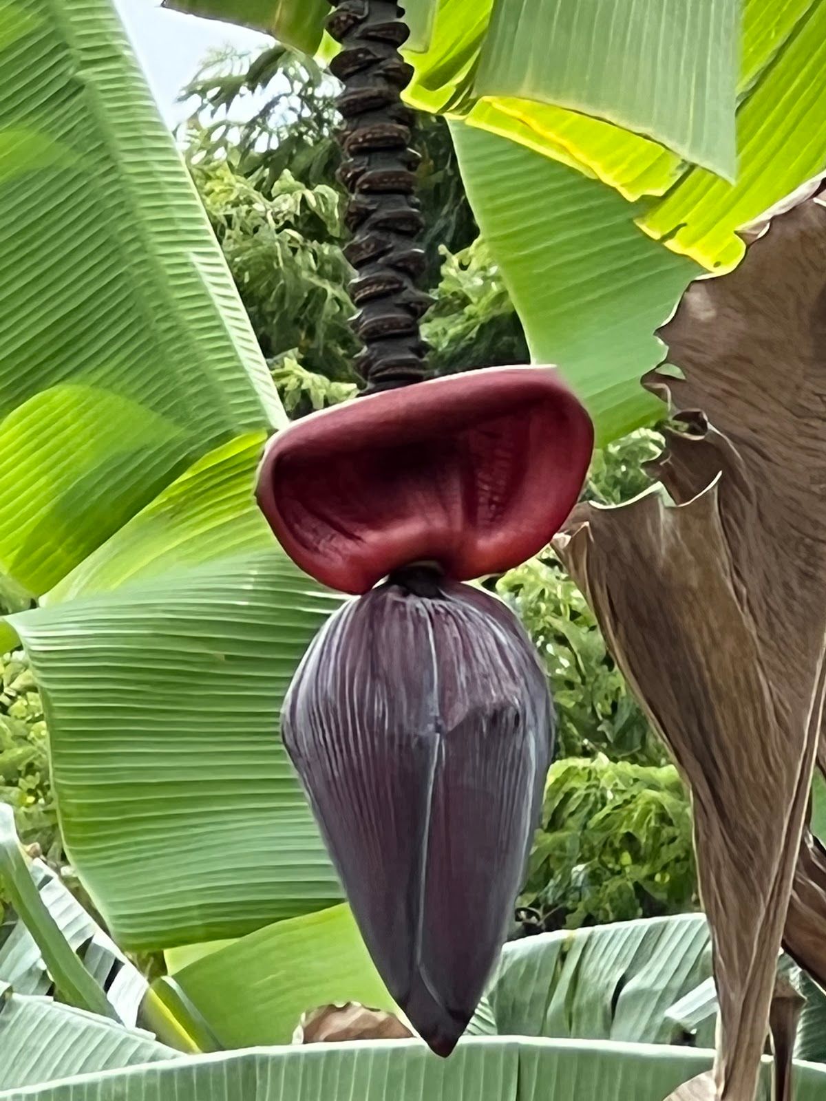Photo 4 of Greenwell Farms in South Kona, Big Island