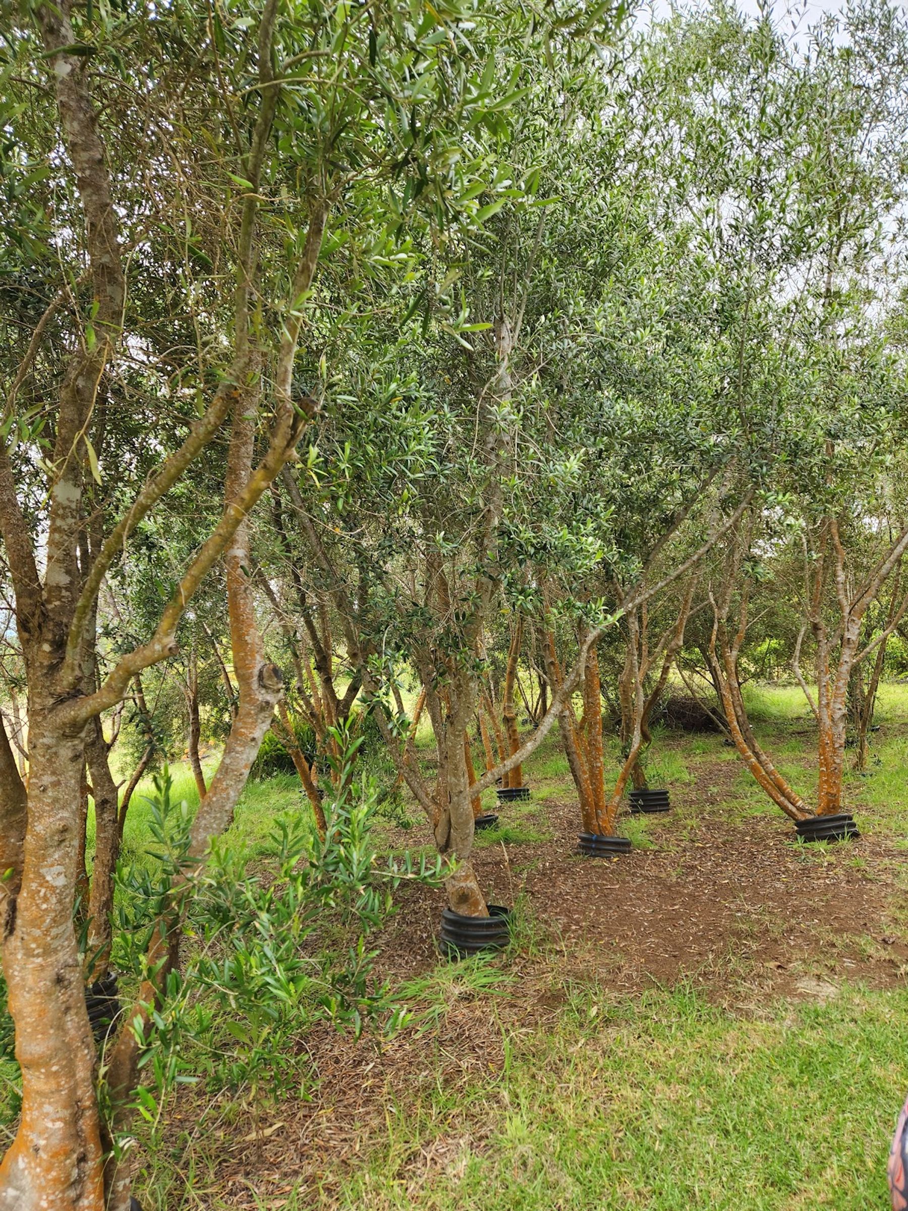 Photo 7 of Maui Tea Farm in Kula, Maui