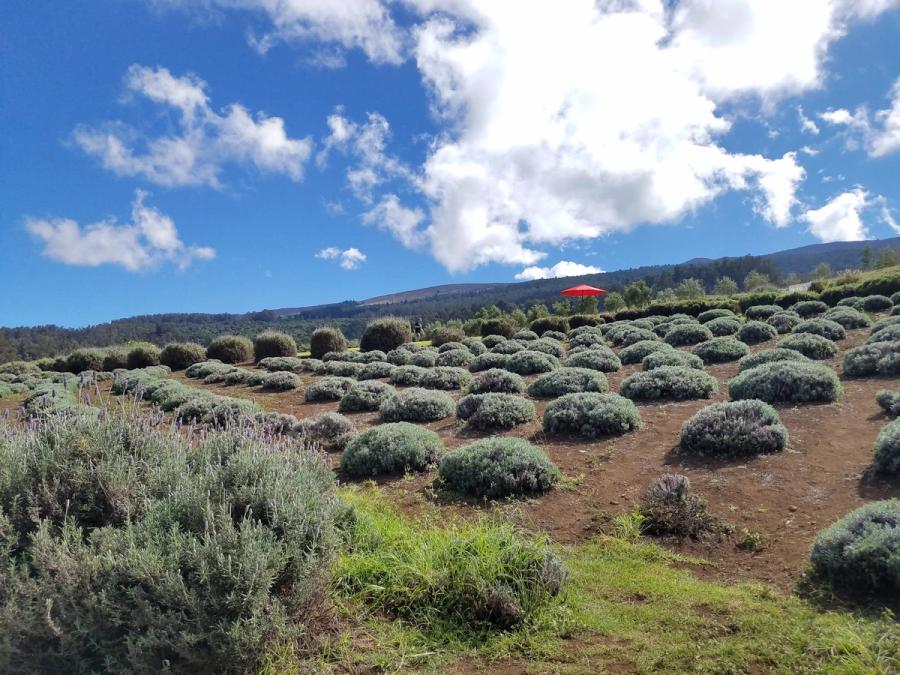 Photo 1 of Ali'i Kula Lavender in Kula, Maui