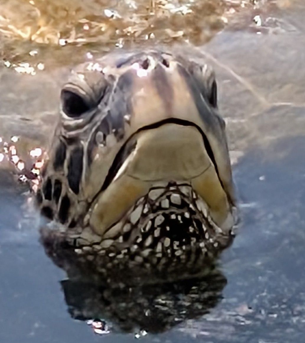 Photo 5 of C Big Island Tours in Hilo, Big Island