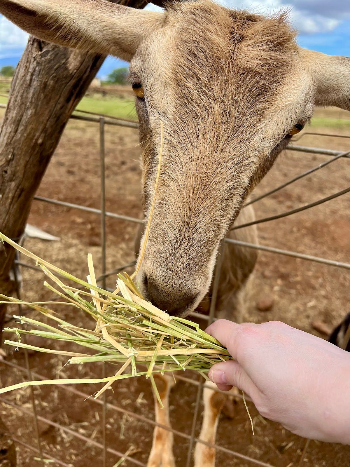 Photo 4 of Surfing Goat Dairy in Kula, Maui